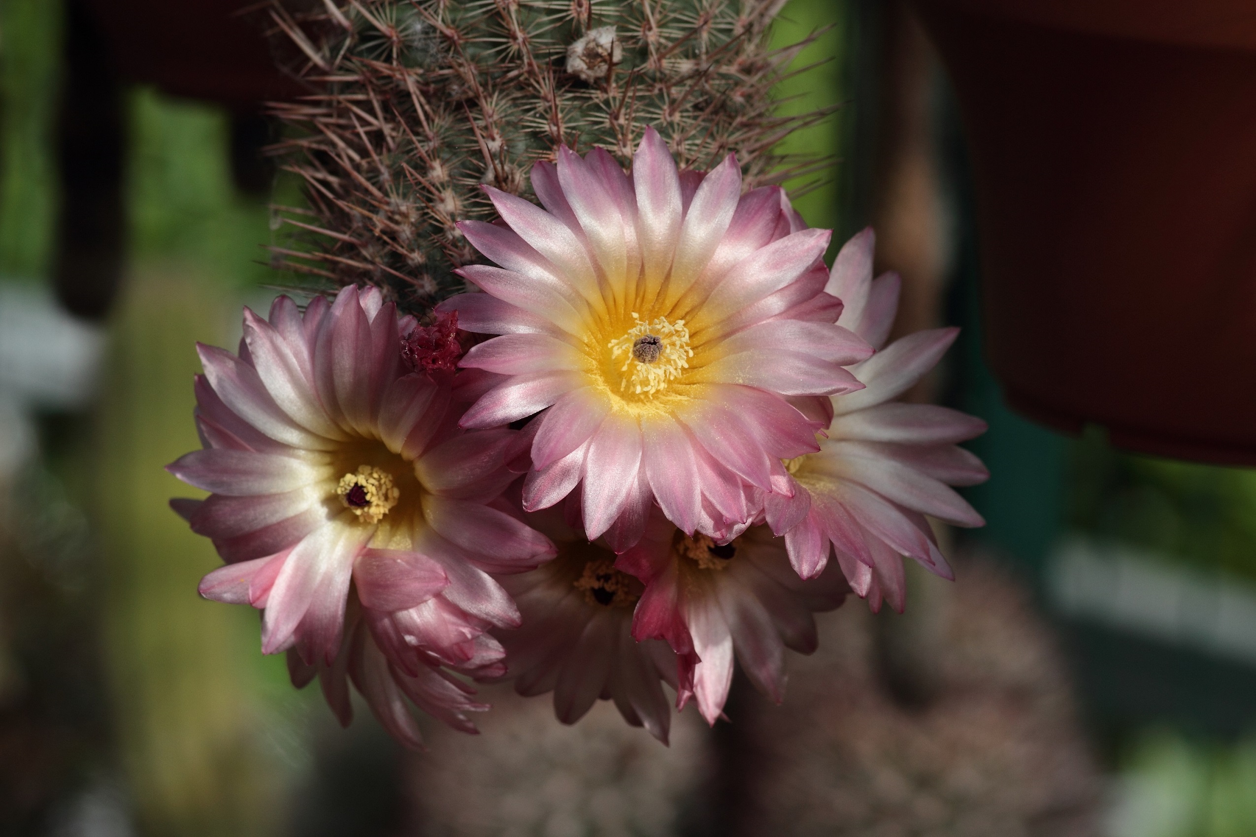 Attention! Flower beautiful.