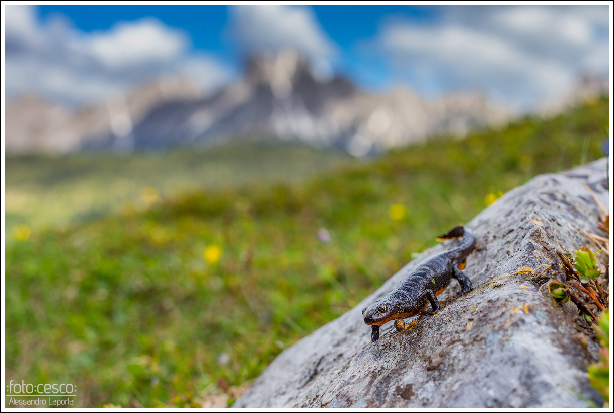 Ichthyosaura alpestris alpestris