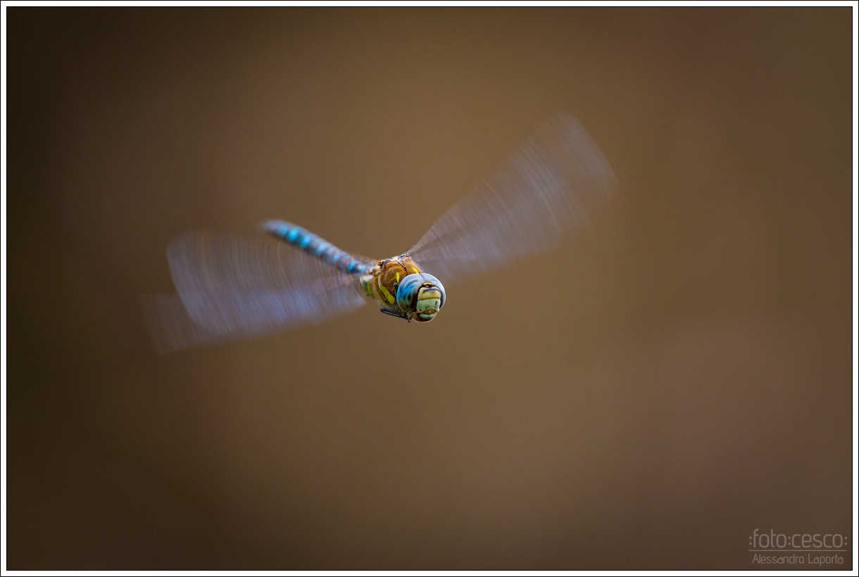 Aeshna mixta - Migrant hawker