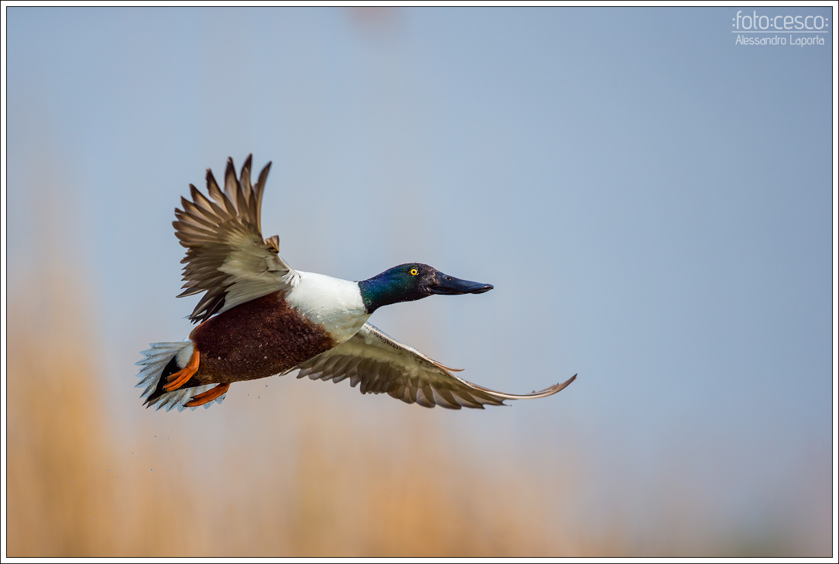 Spatula clypeata - Northern Shoveler - Mestolone