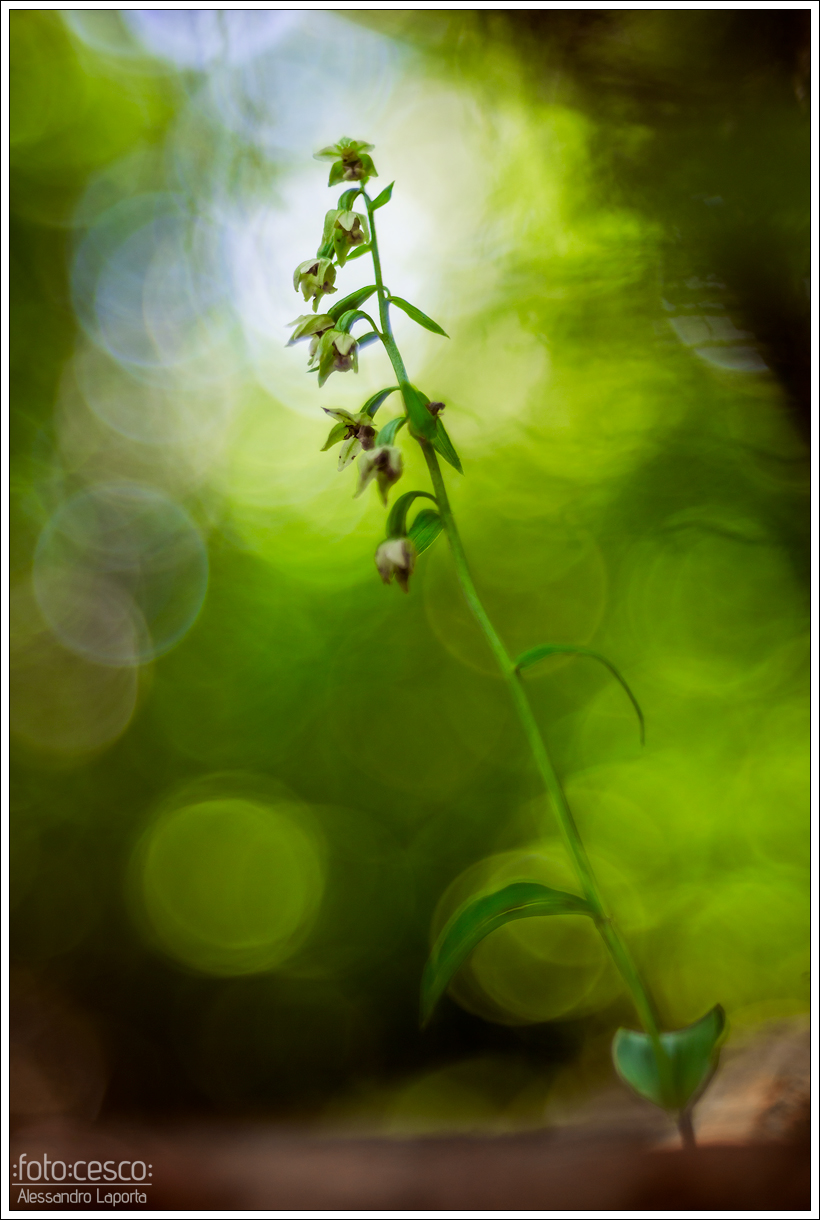 Epipactis persica subsp. gracilis