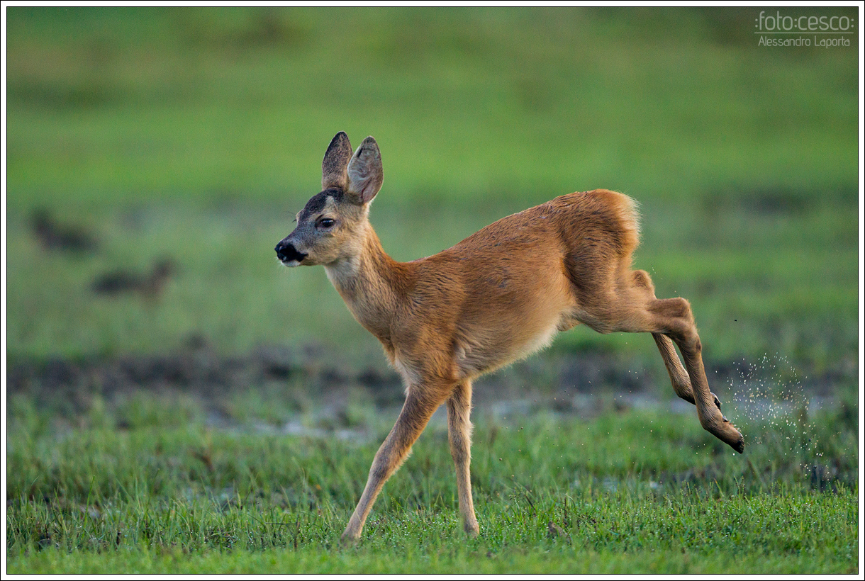 Capreolus capreolus - Roe deer - Roe