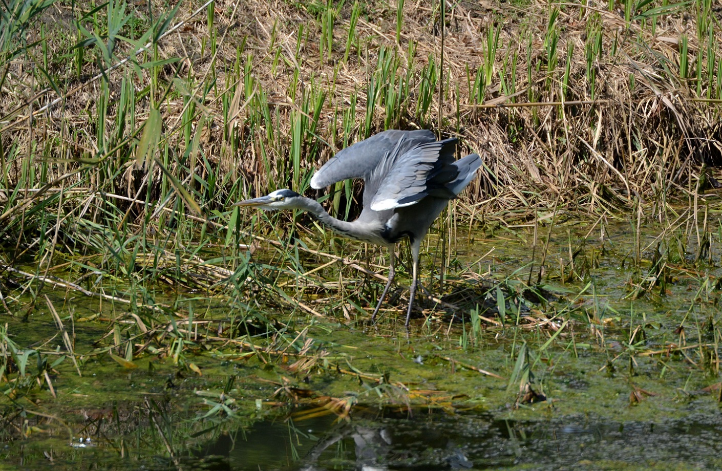 gray heron