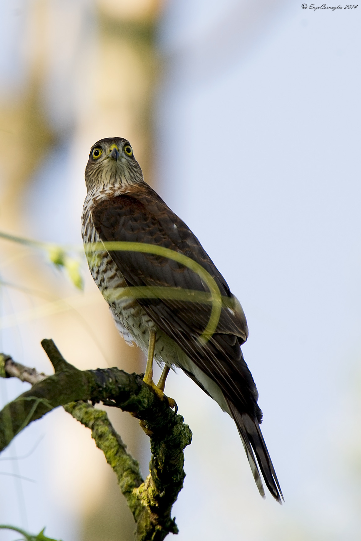 Juv Sparrowhawk.
