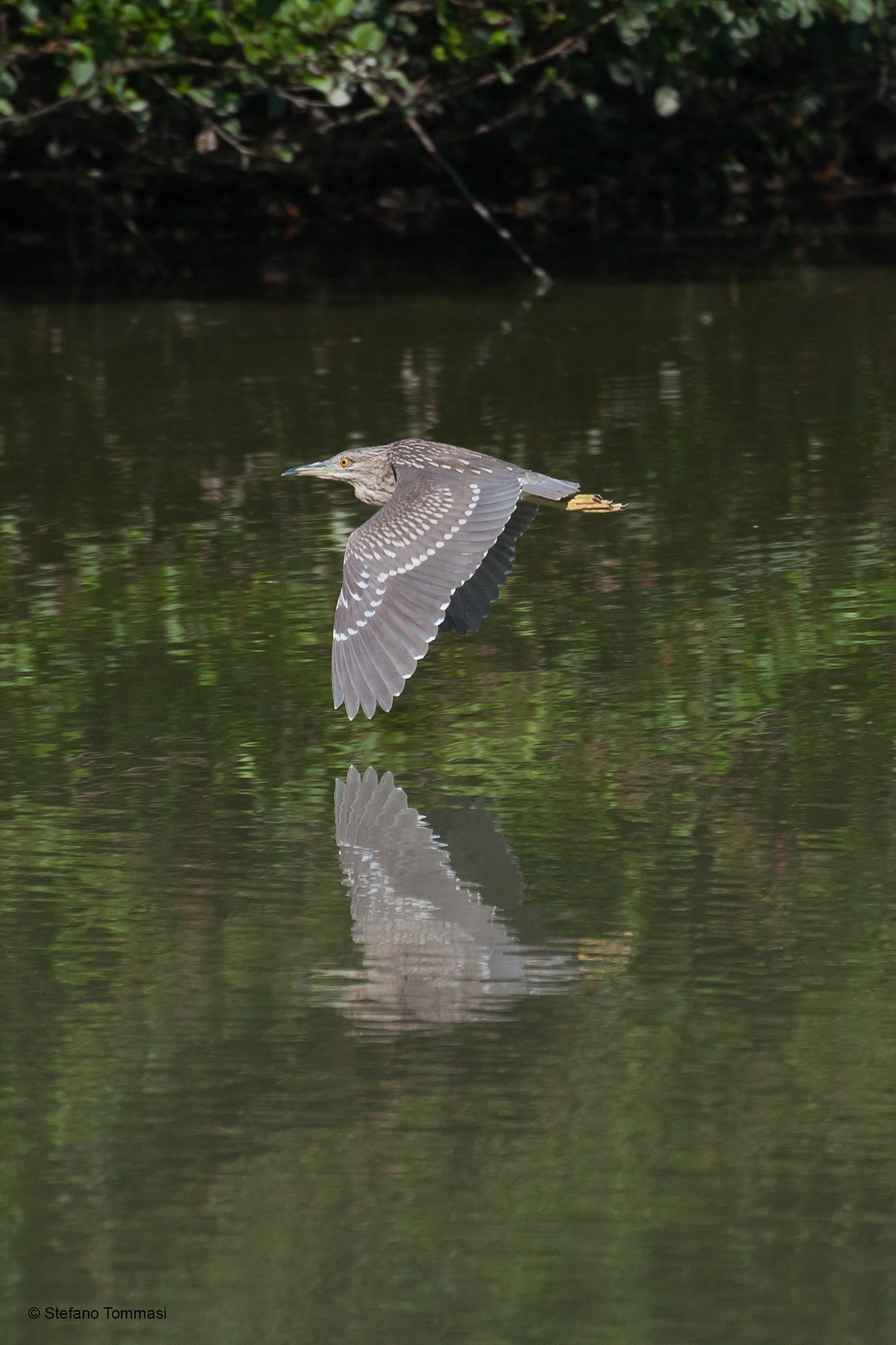 Young night heron in flight