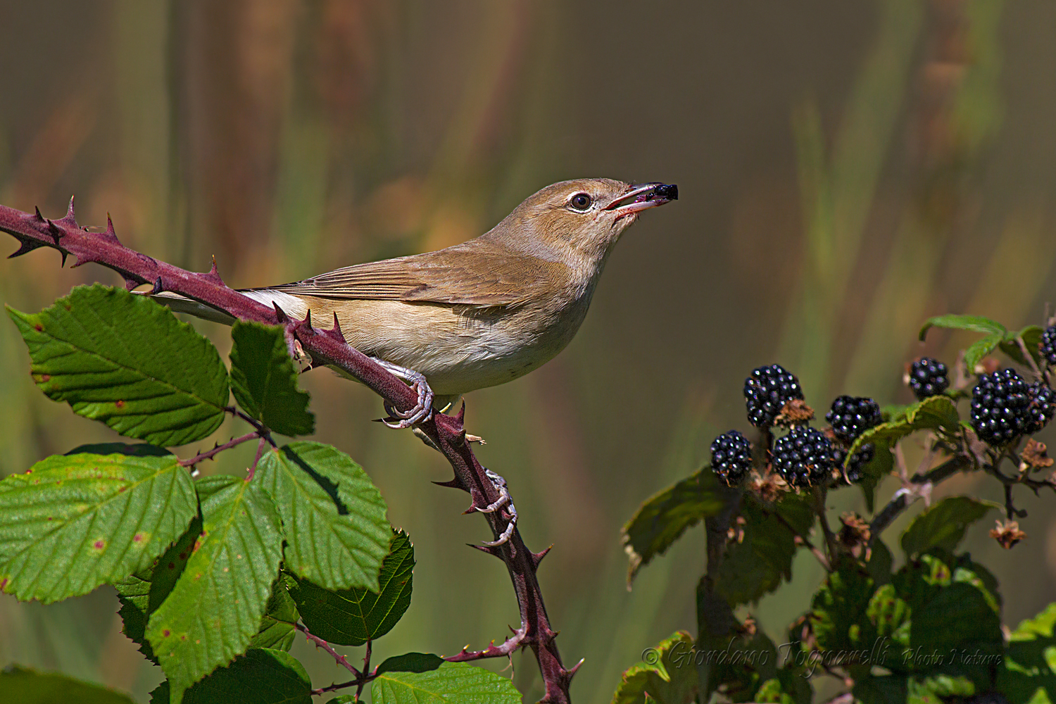 Beccafico (Sylvia borin)