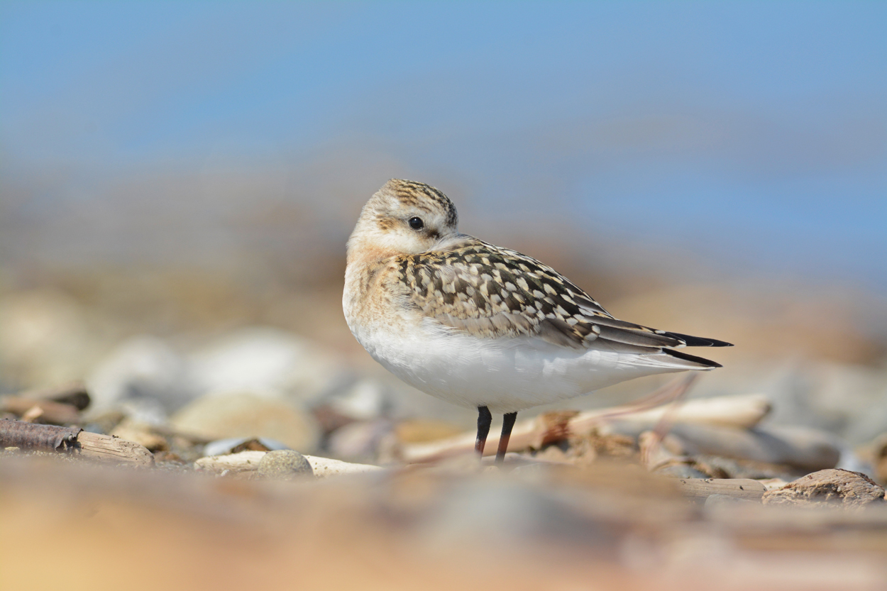 Sanderling