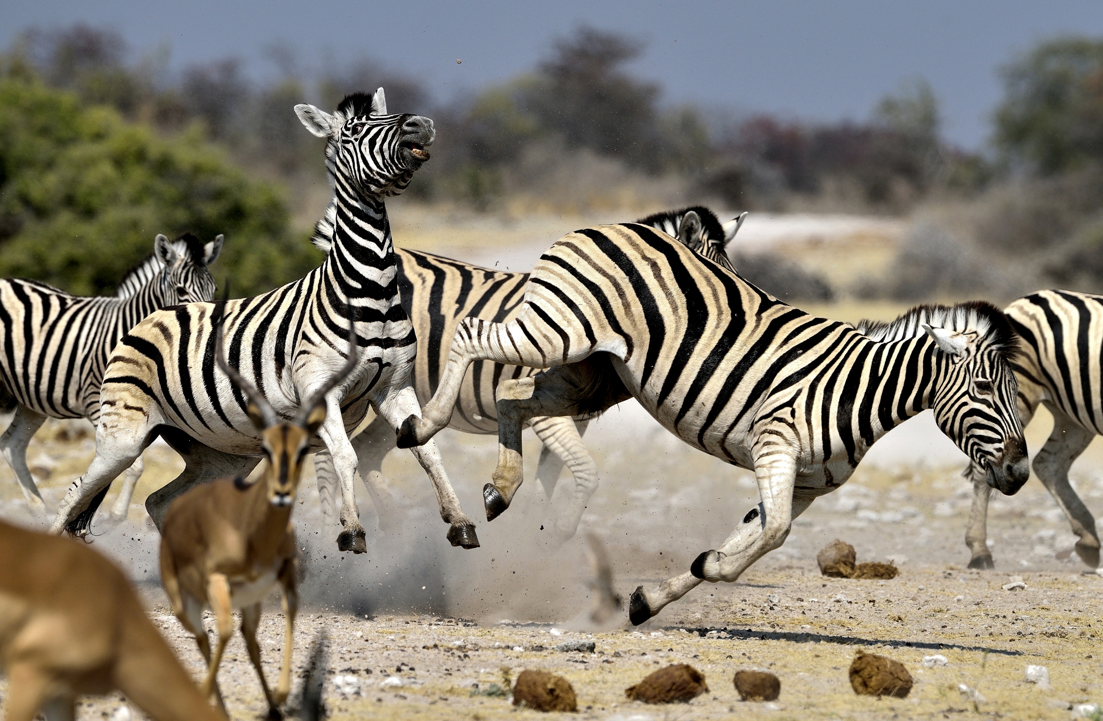 Etosha - Zebre