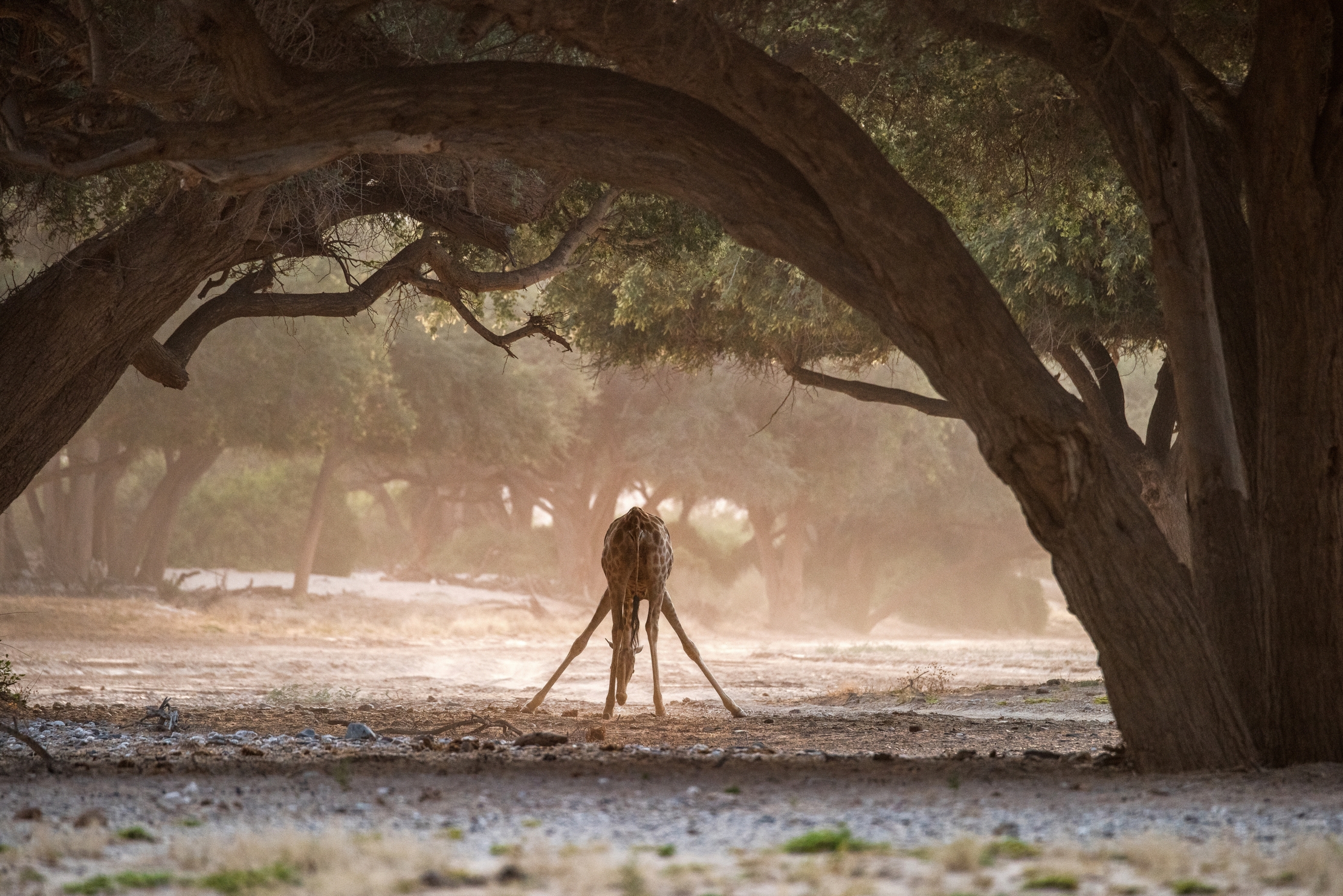 Deserto del Kaokoland - Giraffa