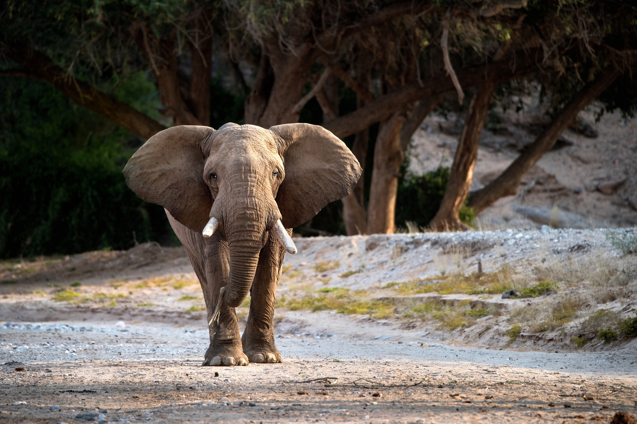 Deserto del Kaokaland - Elefante del deserto
