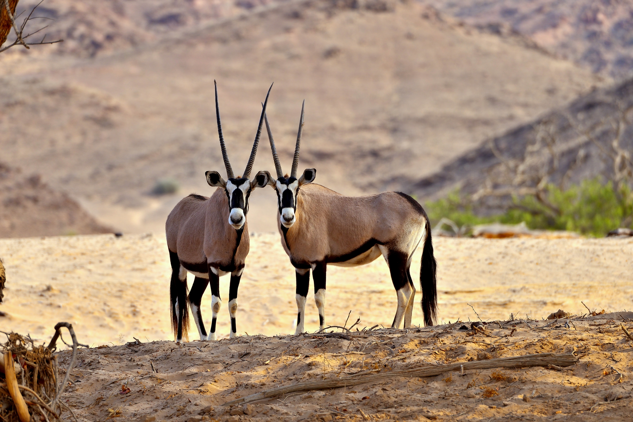 Deserto del Kaokaland - Oryx