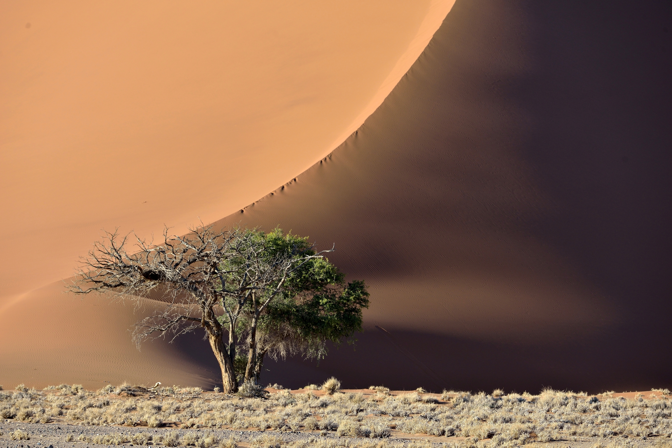 Deserto del Namib