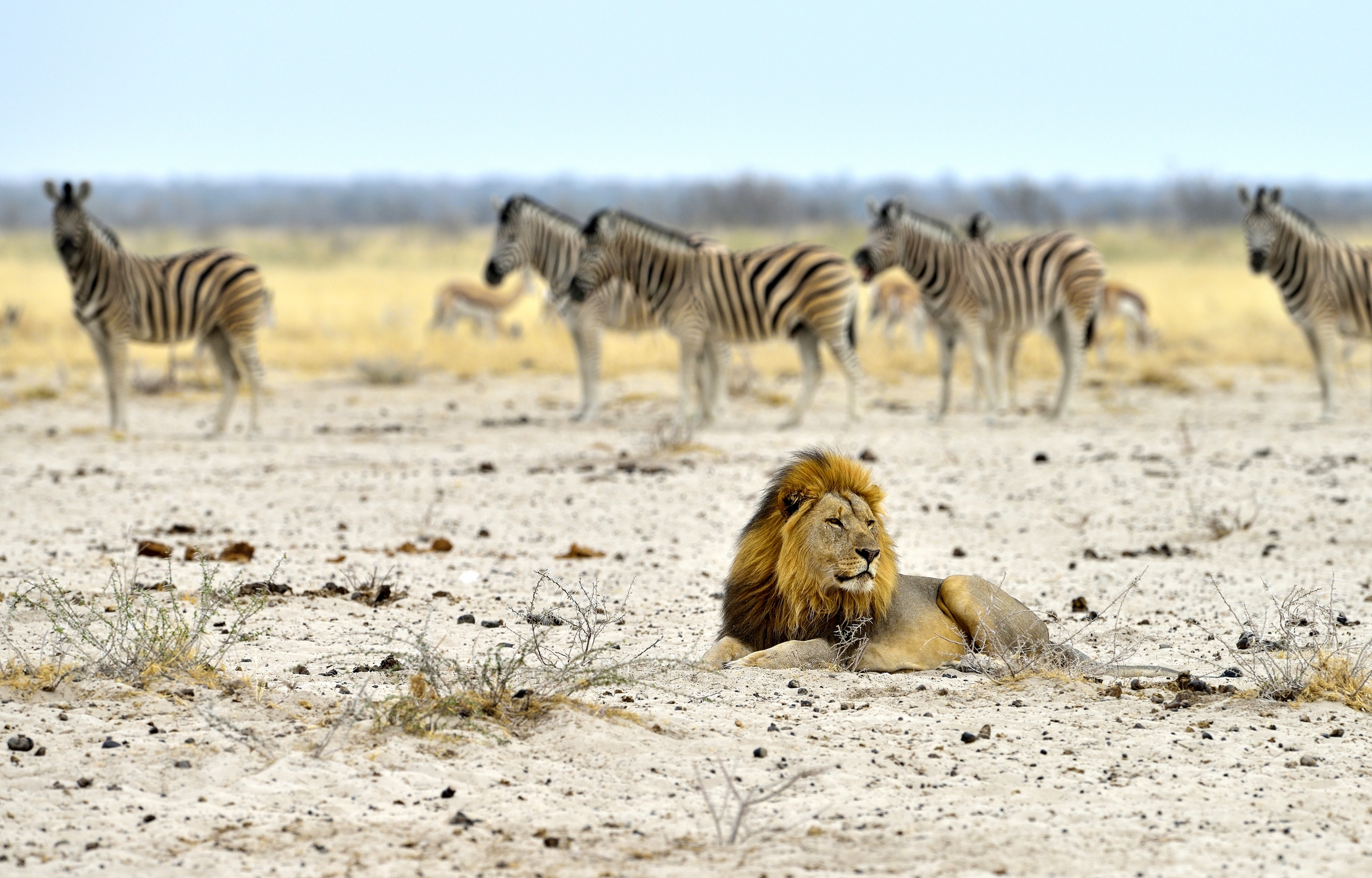 Etosha - Leone e zebre
