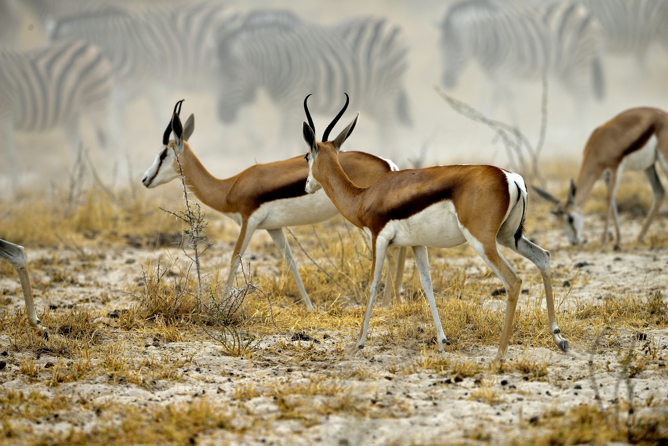 Etosha - Springbok