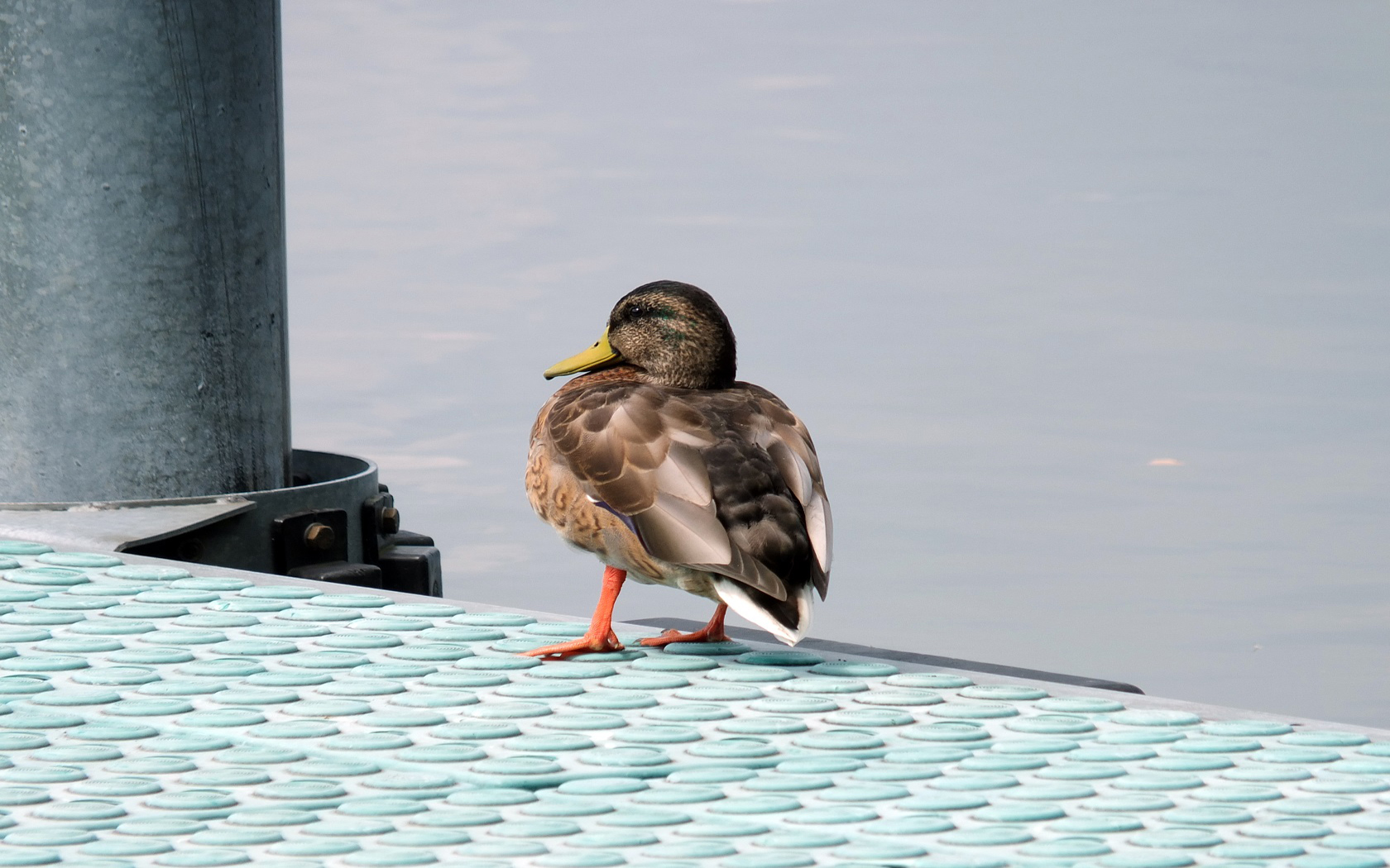 a spasso per il pontile