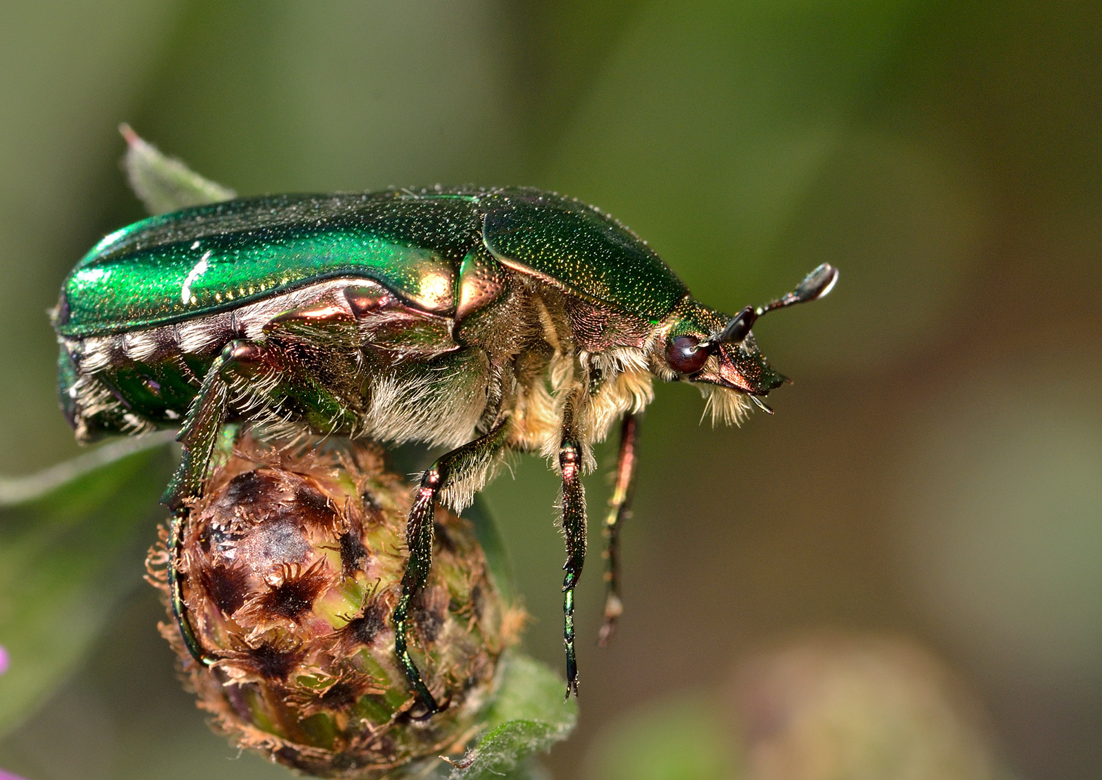 Cetonia aurata