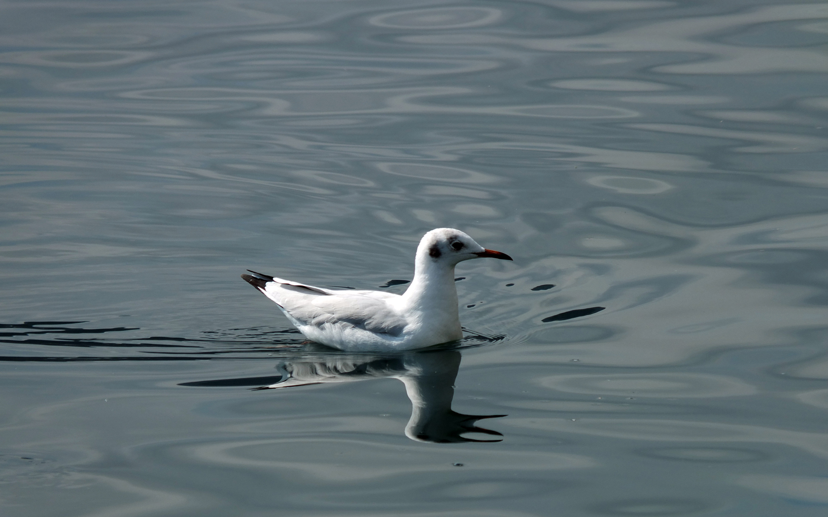 Alla ricerca del pesce perduto...