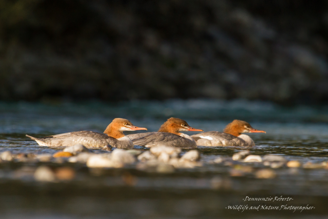 gli Smerghi ed il tramonto