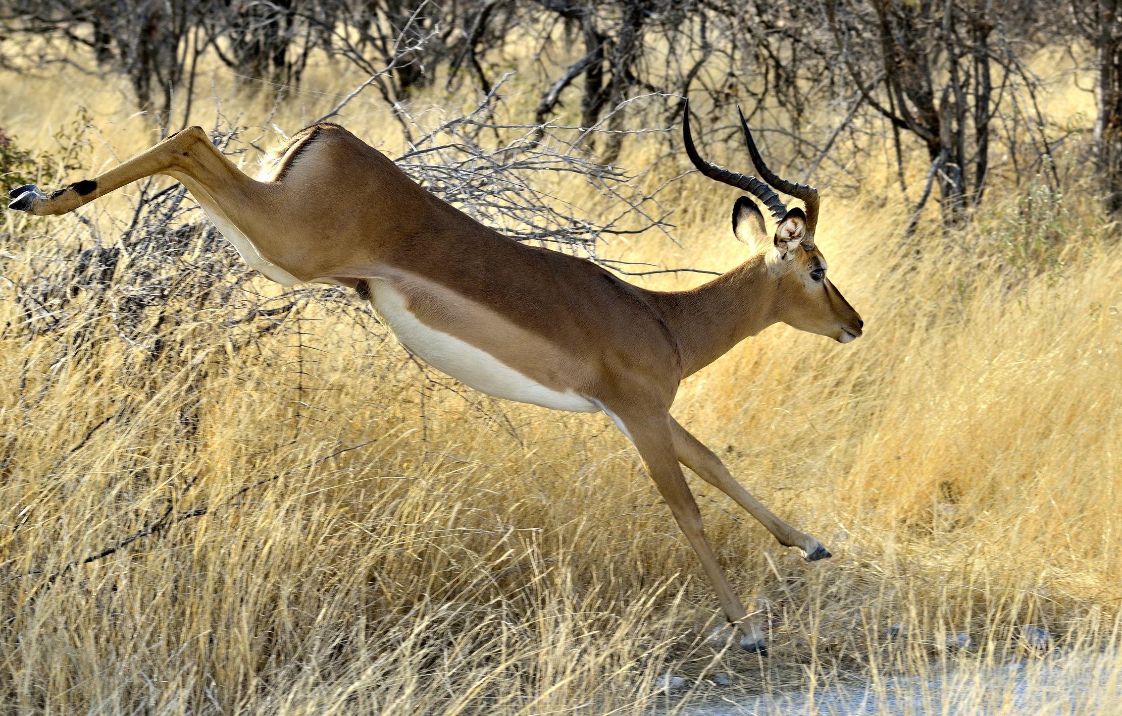 Etosha - Impala