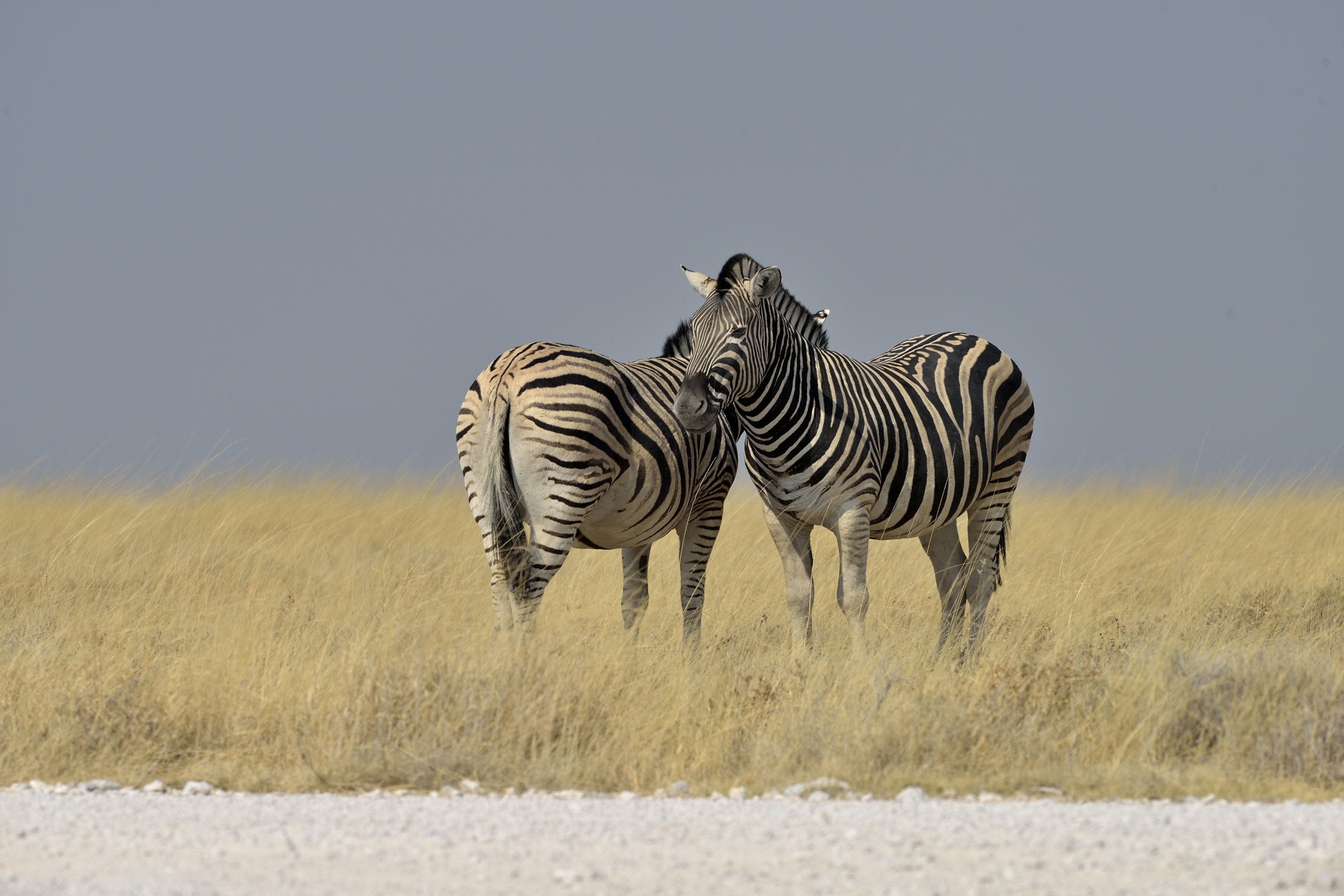 Etosha - Zebre