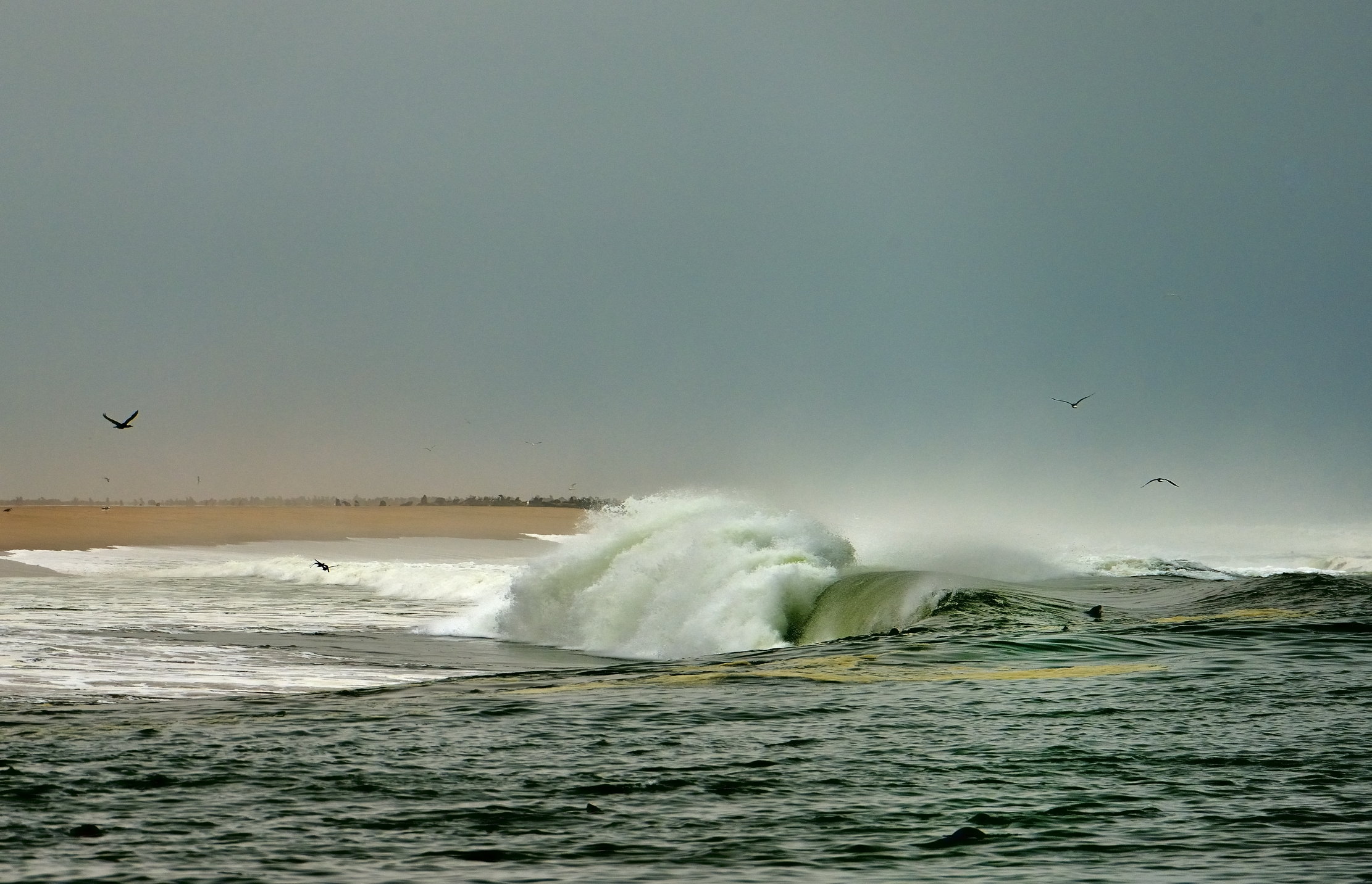 Skeleton coast - colonia di otarie del Capo