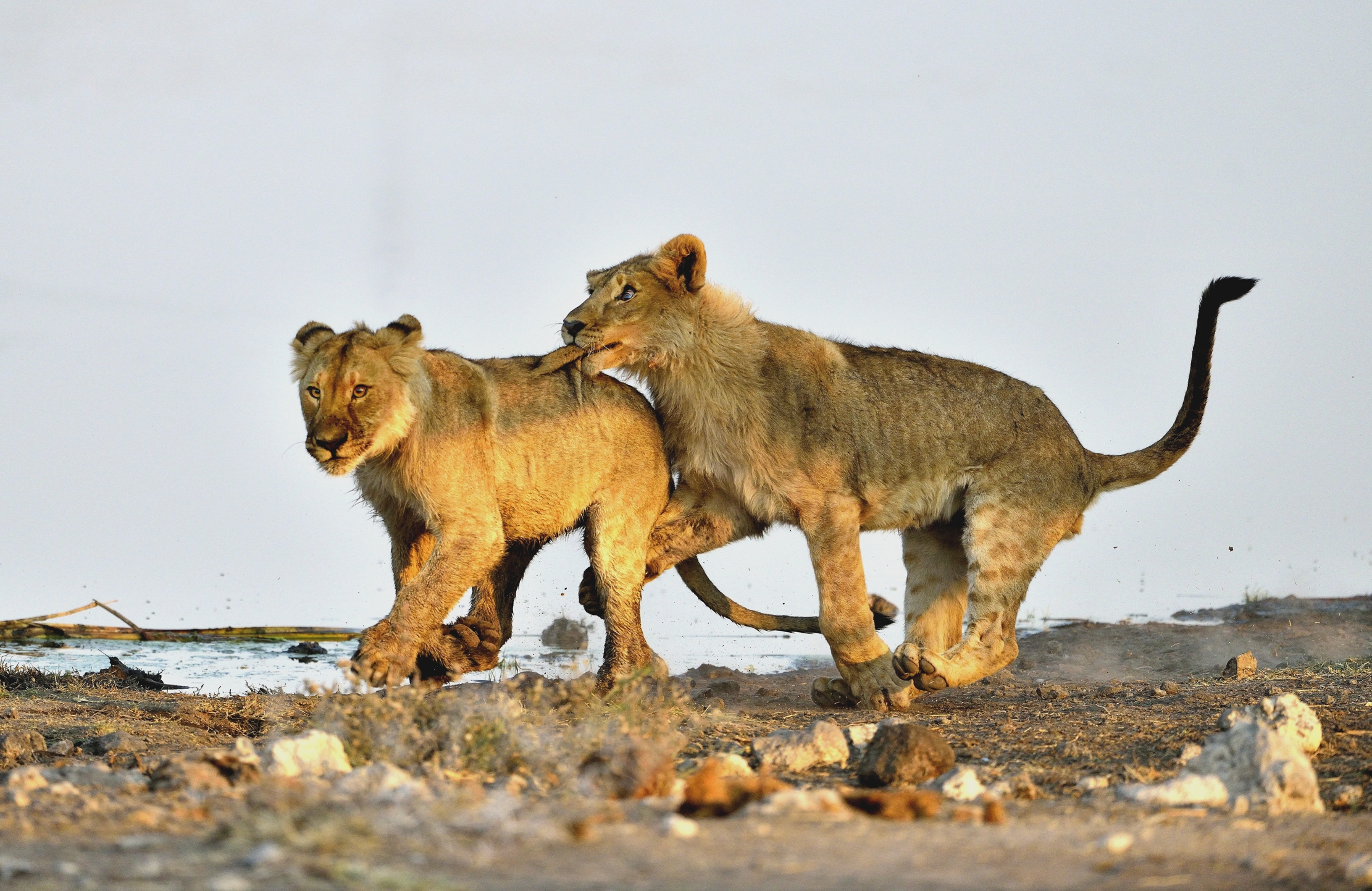 Etosha - Giovani leoni