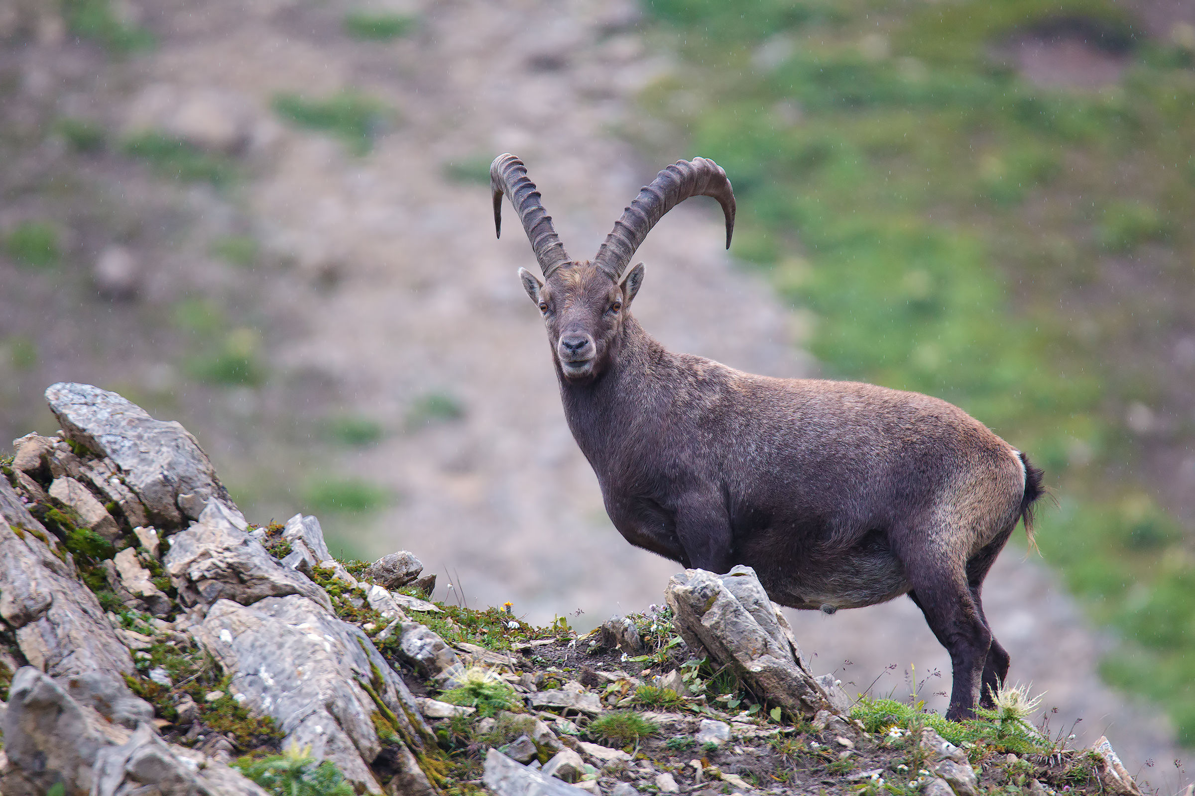 Ibex (Stelvio National Park)