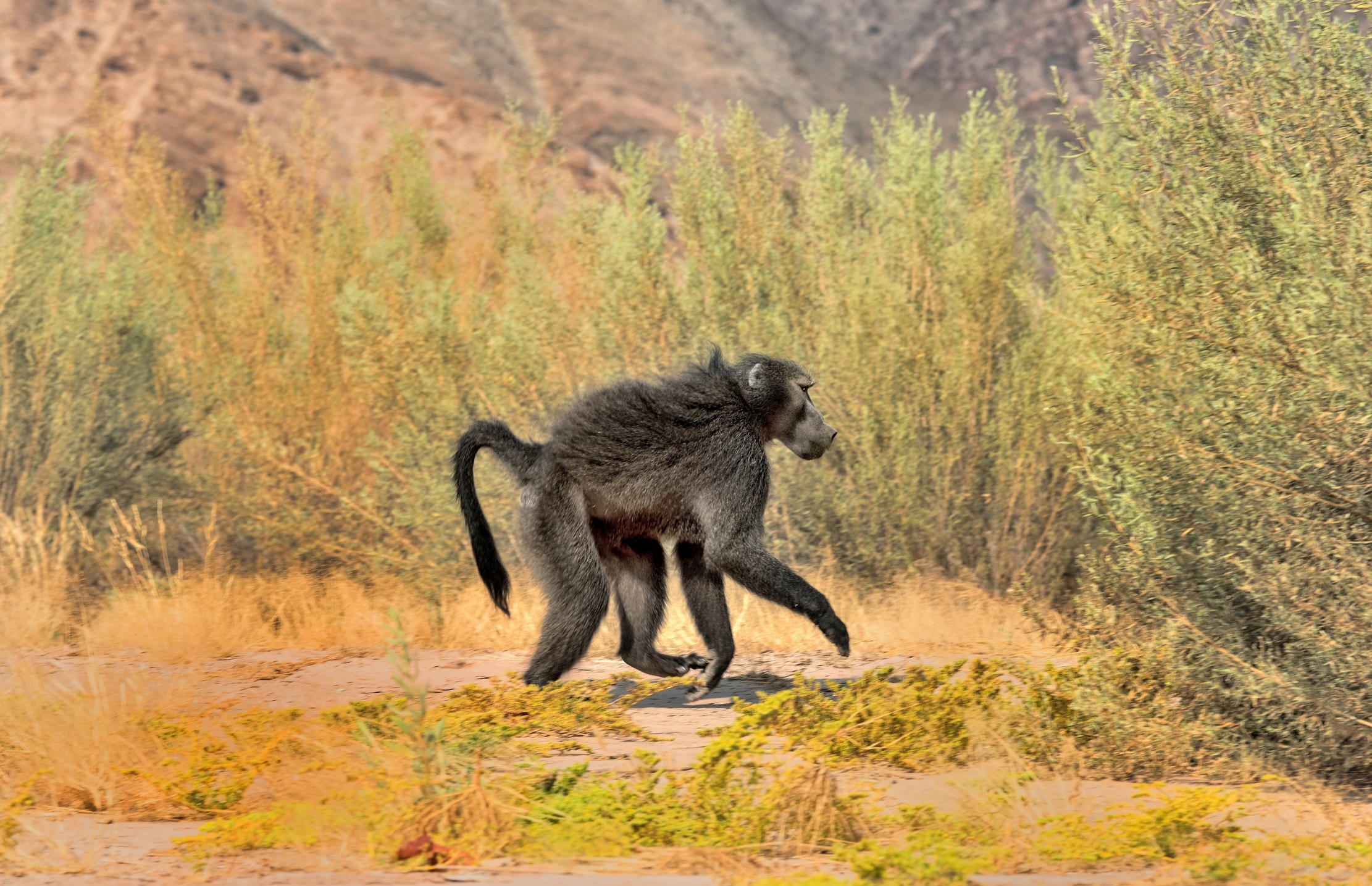 Deserto del Kaokoland - Babbuino