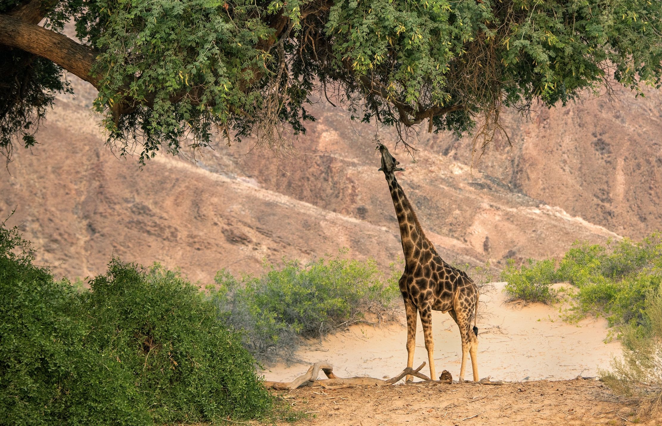 Deserto del Kaokoland - Giraffa