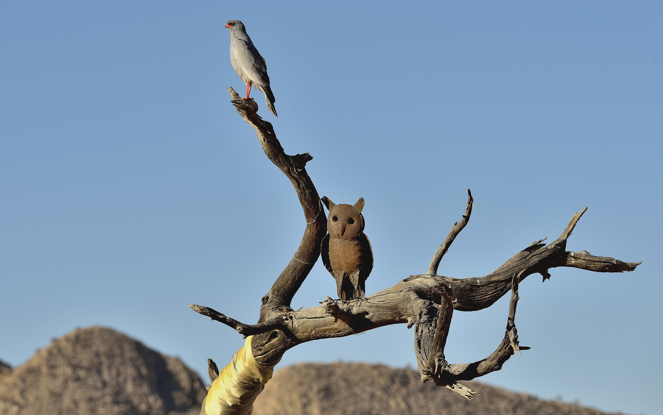 Damaraland - Astore e.....gufo