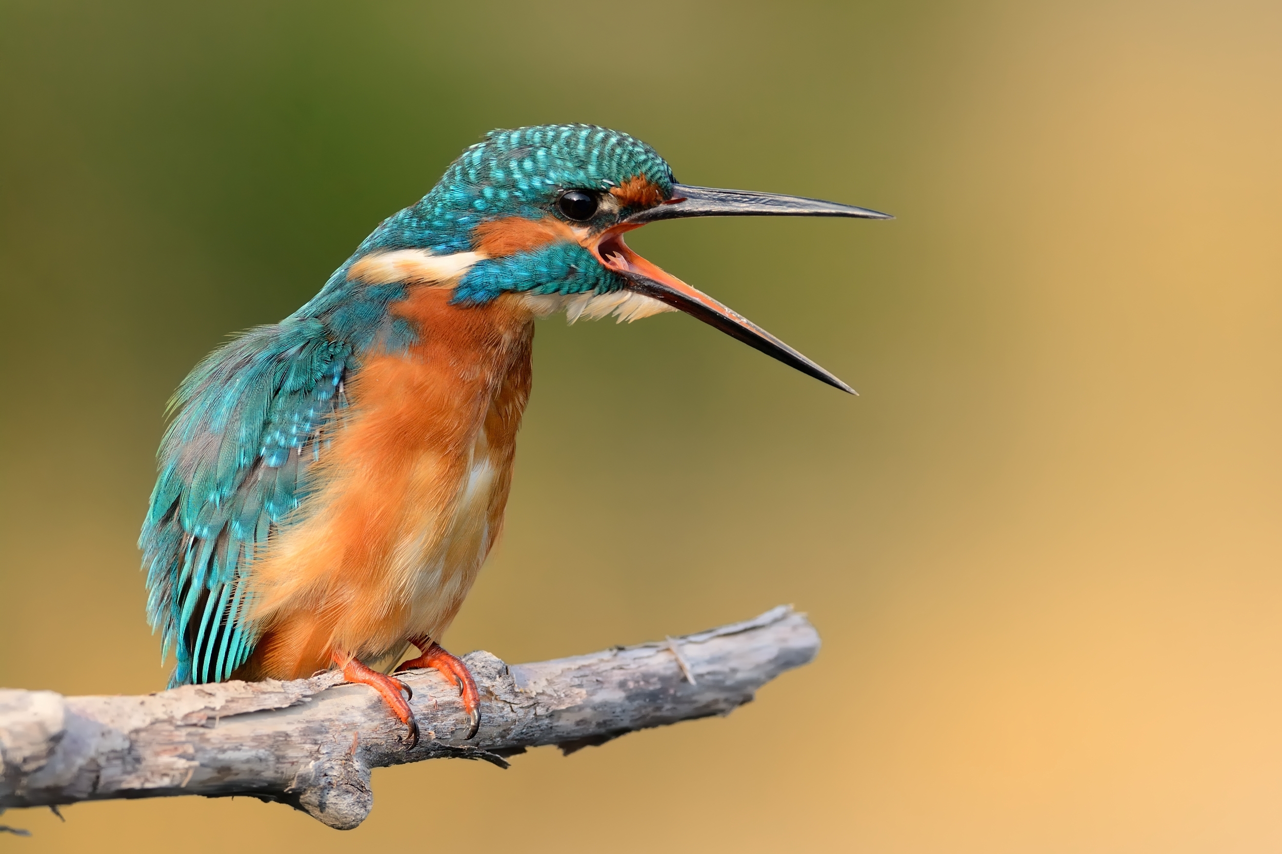 Kingfisher rage.