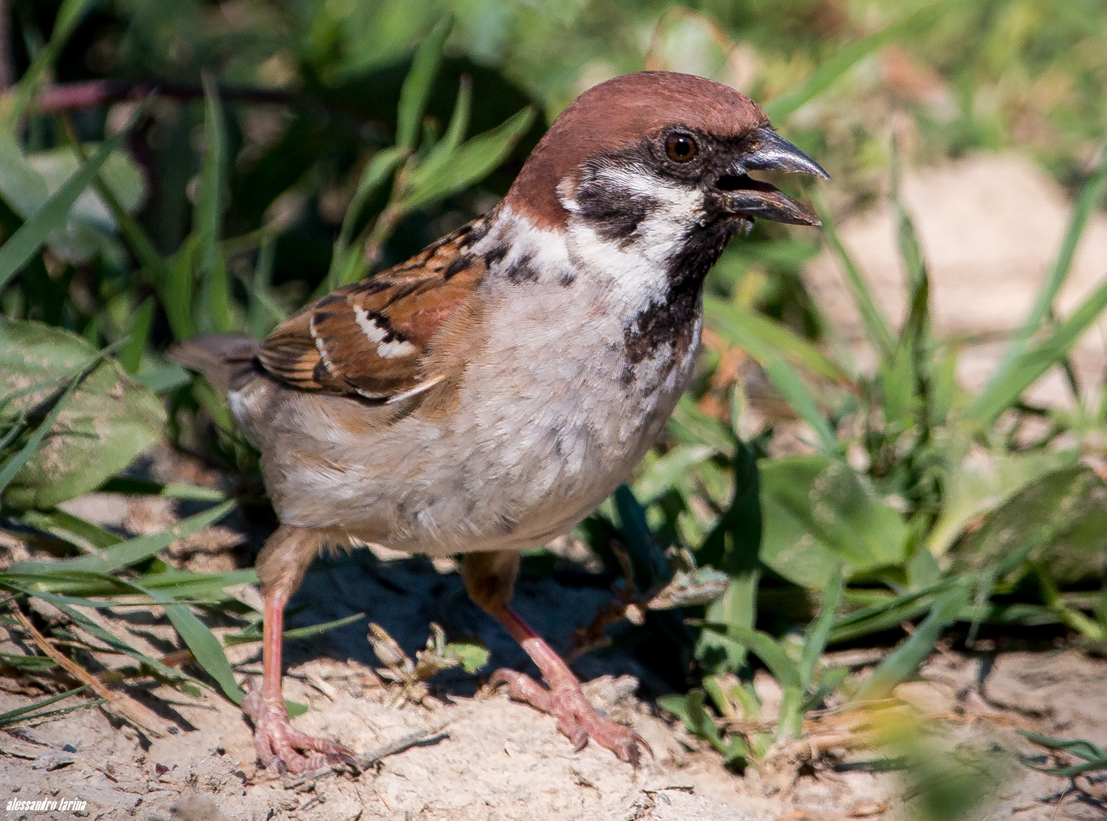 Pasera Sparrow