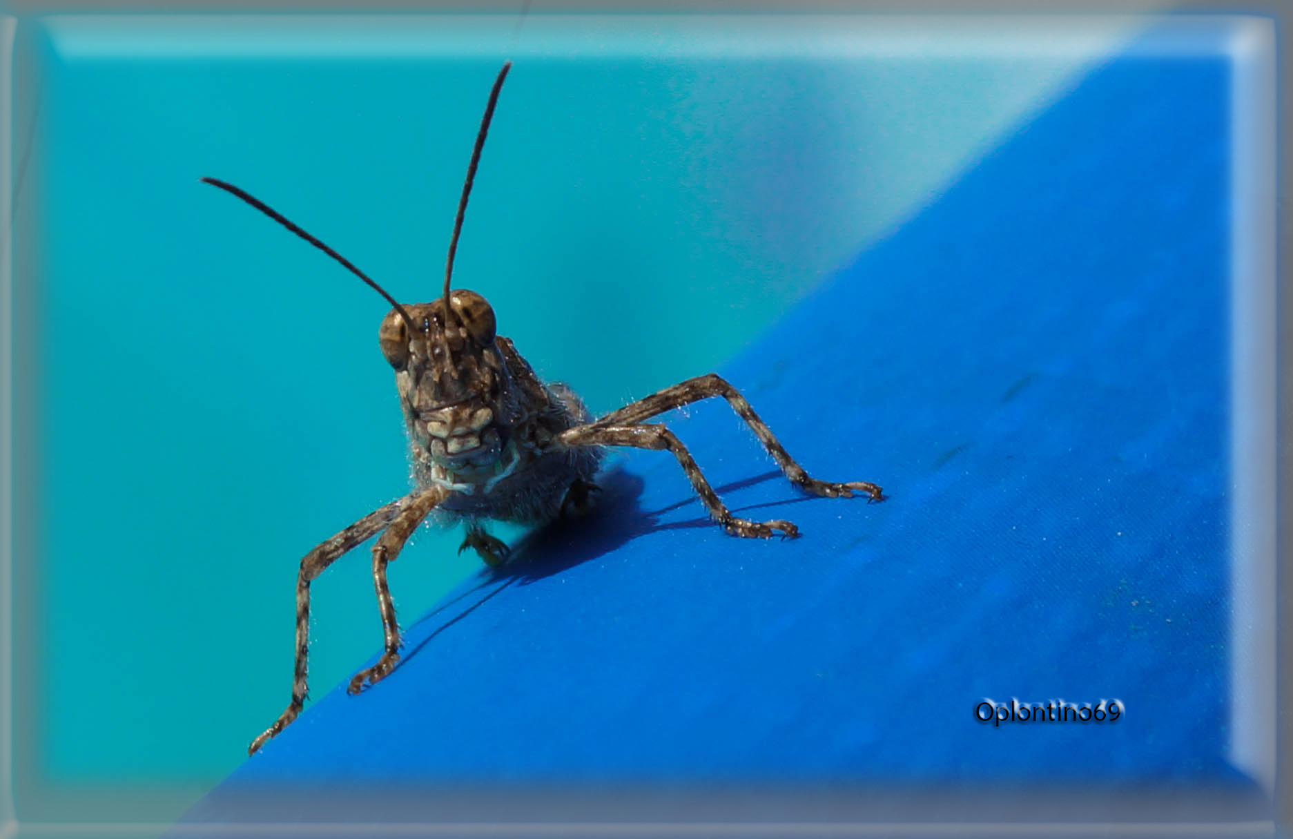 senza Grilli per la testa