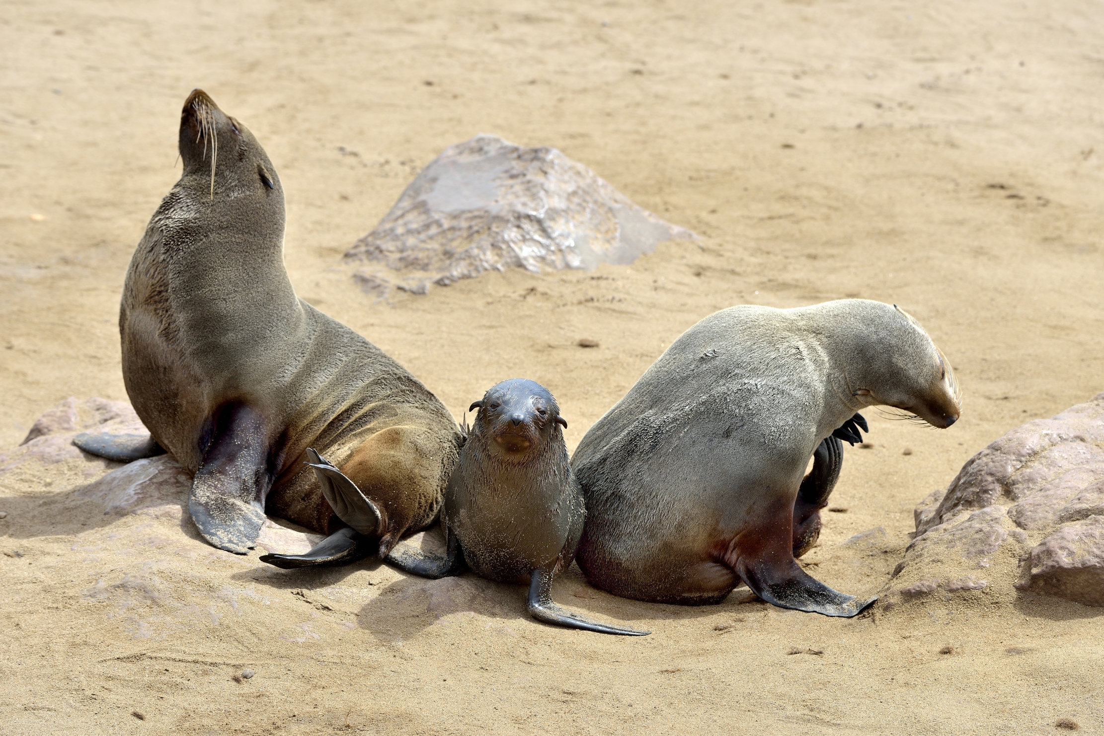 Skeleton Coast - Famiglia di Otarie