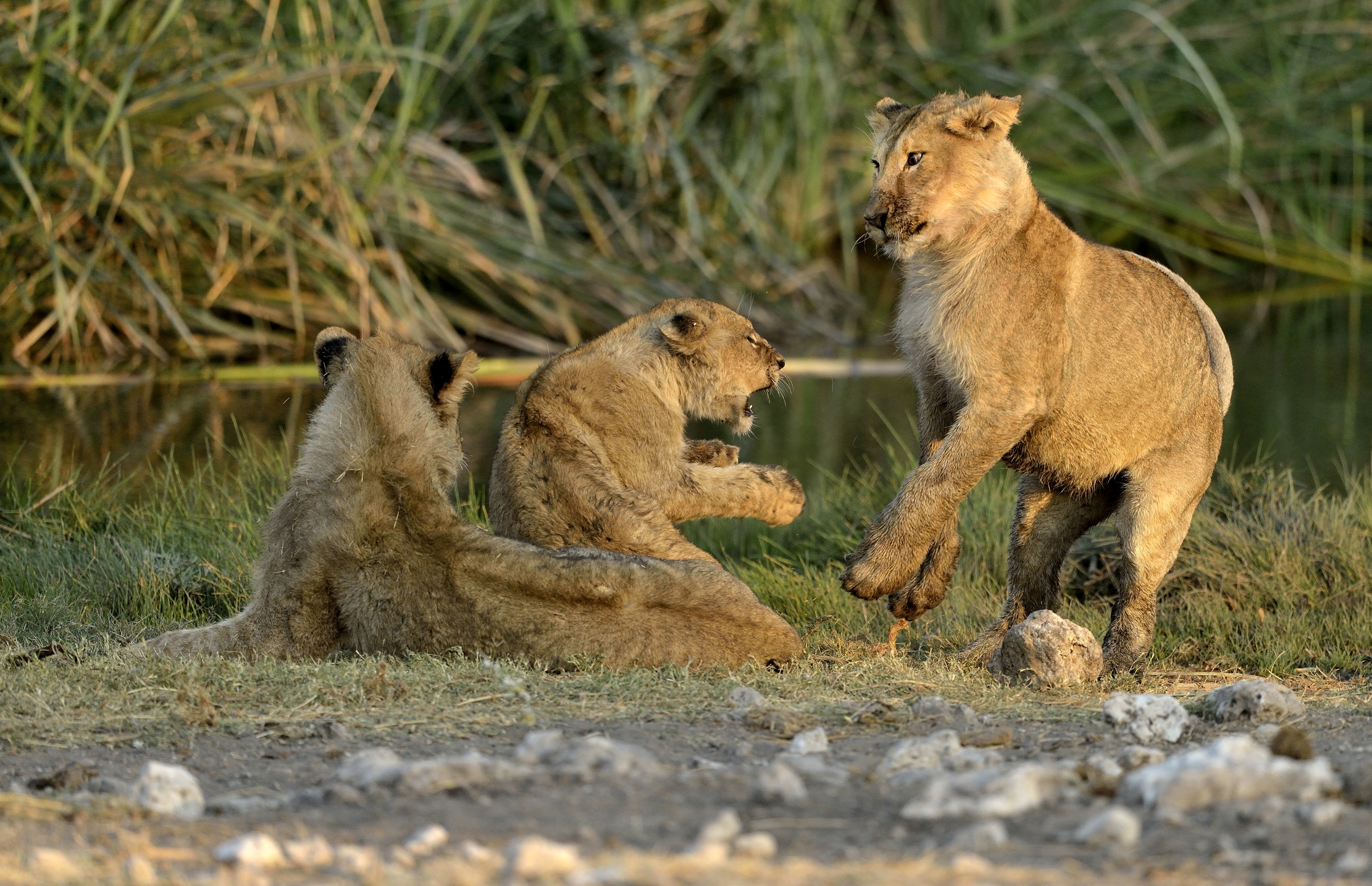 Etosha - Giovani leoni