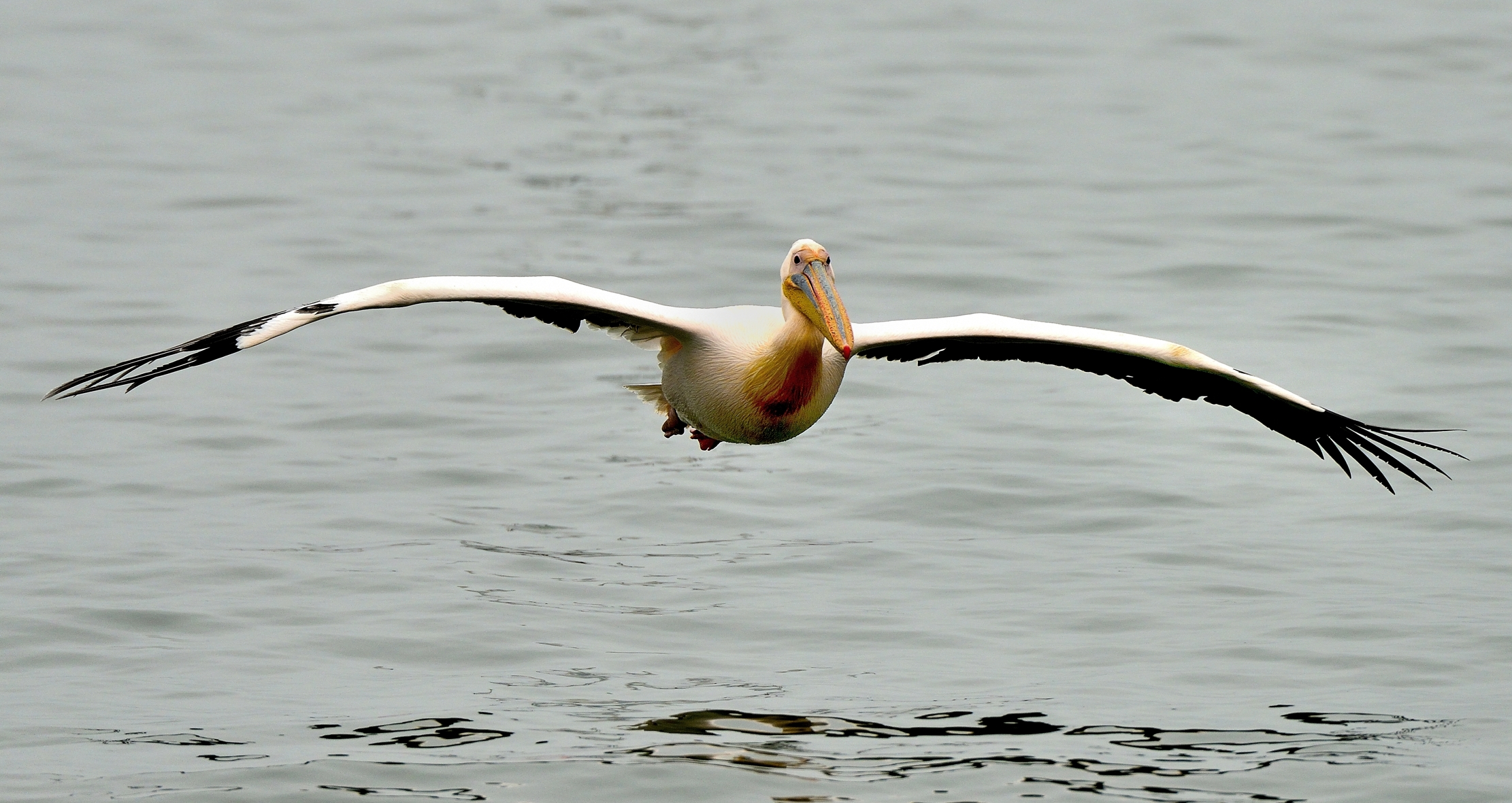 Skeleton Coast - Pellicano sull'Oceano Atlantico