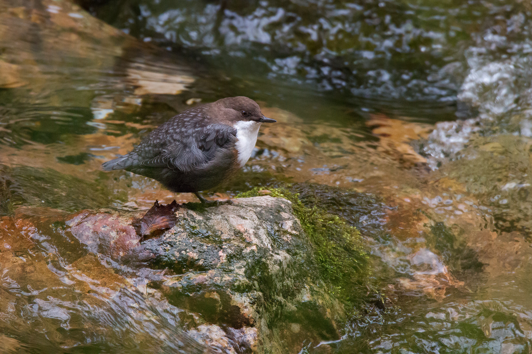 My first Dipper