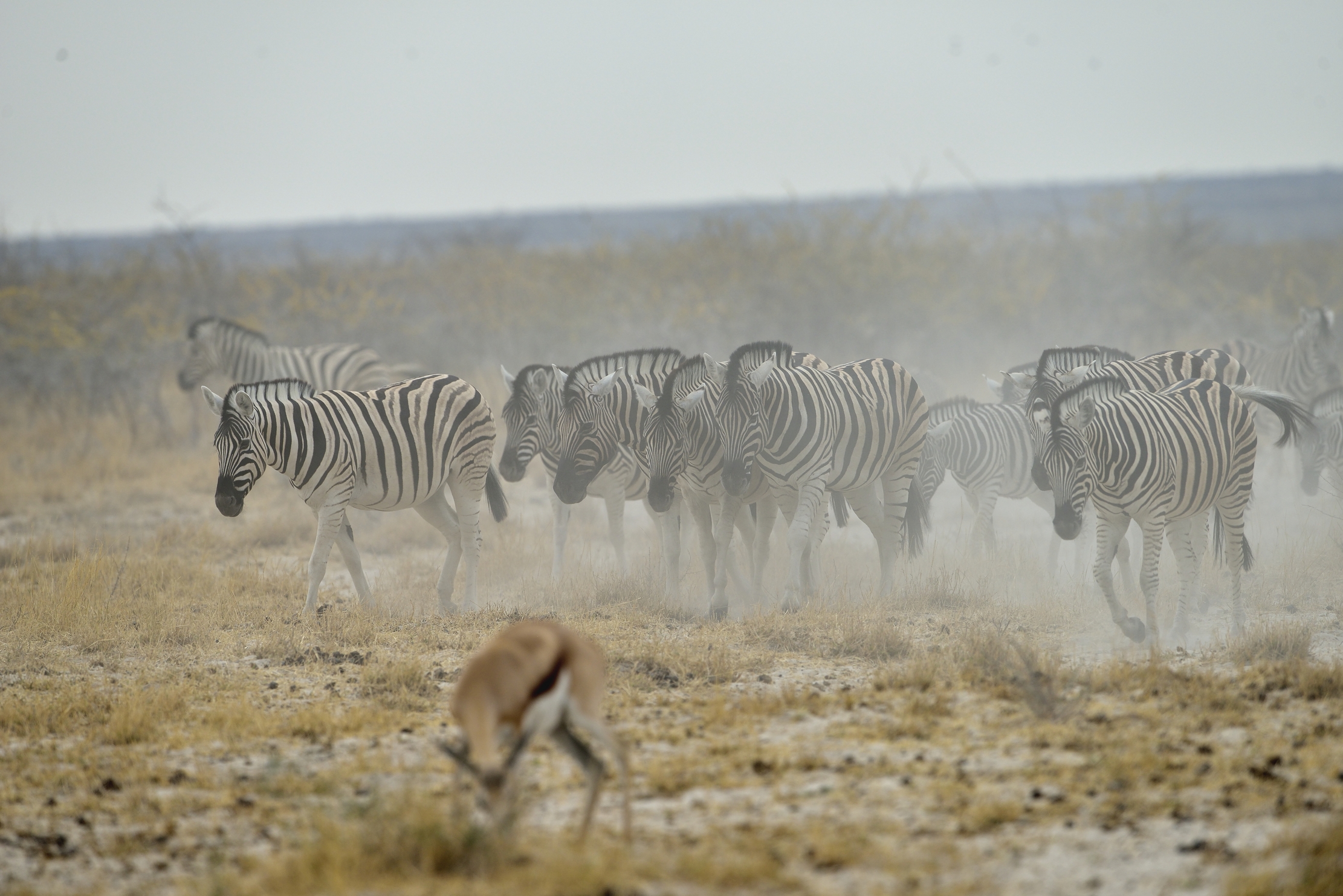 Etosha - Zebre