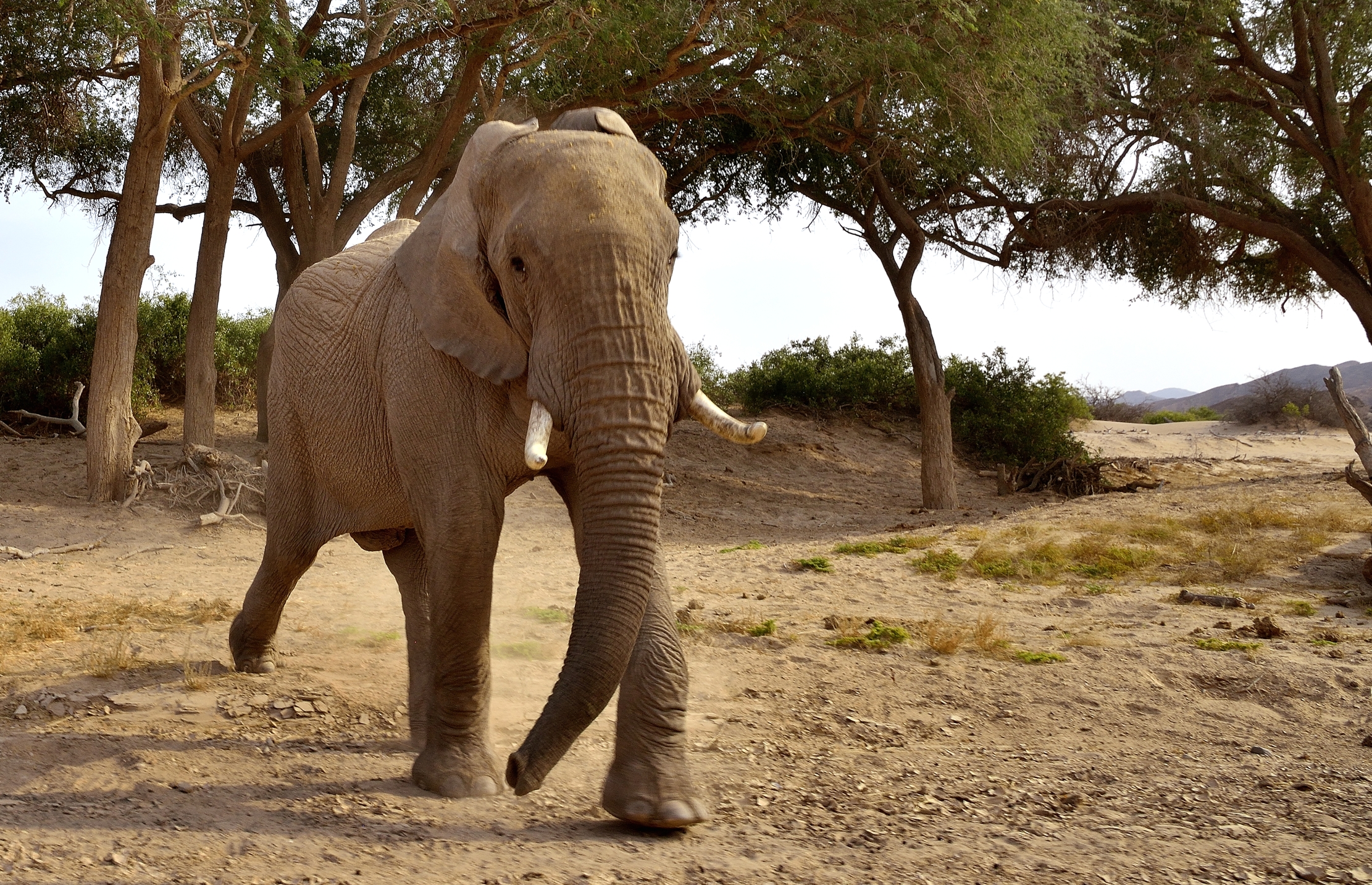 Deserto del Kaokoland- Elefante in carica (la ns. jeep)