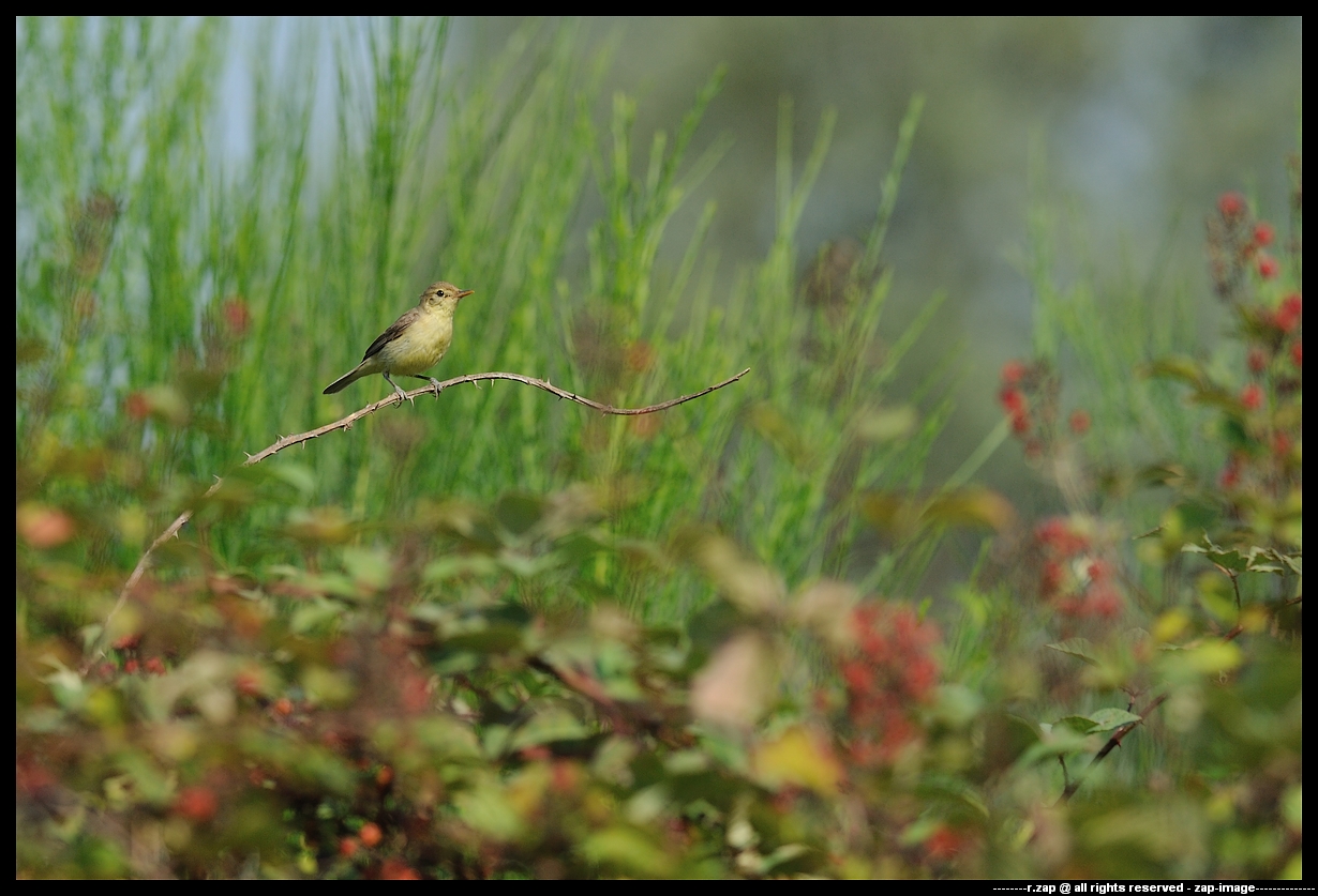 Melodious Warbler
