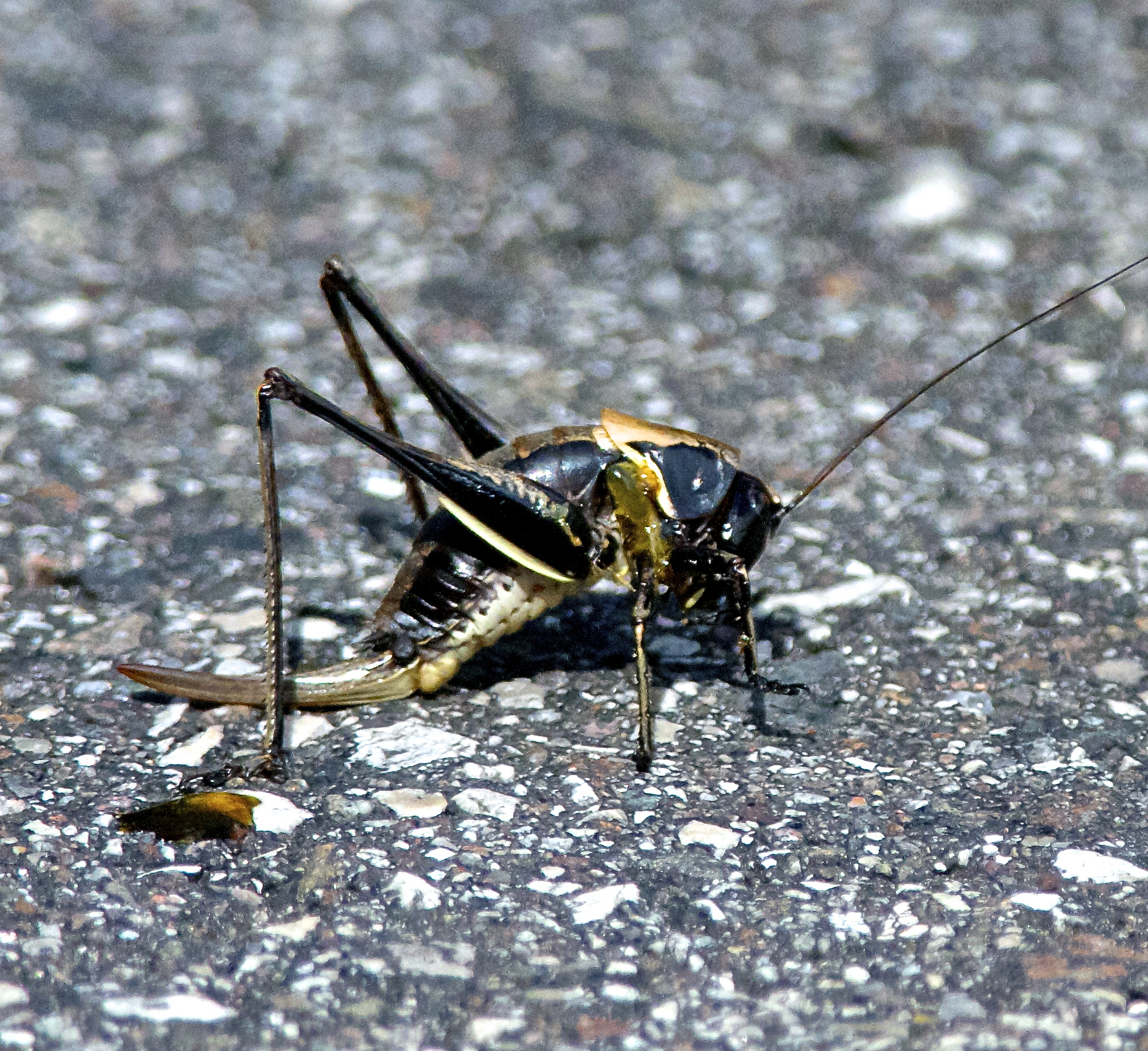 Campestre cricket (Gryllus campestris).