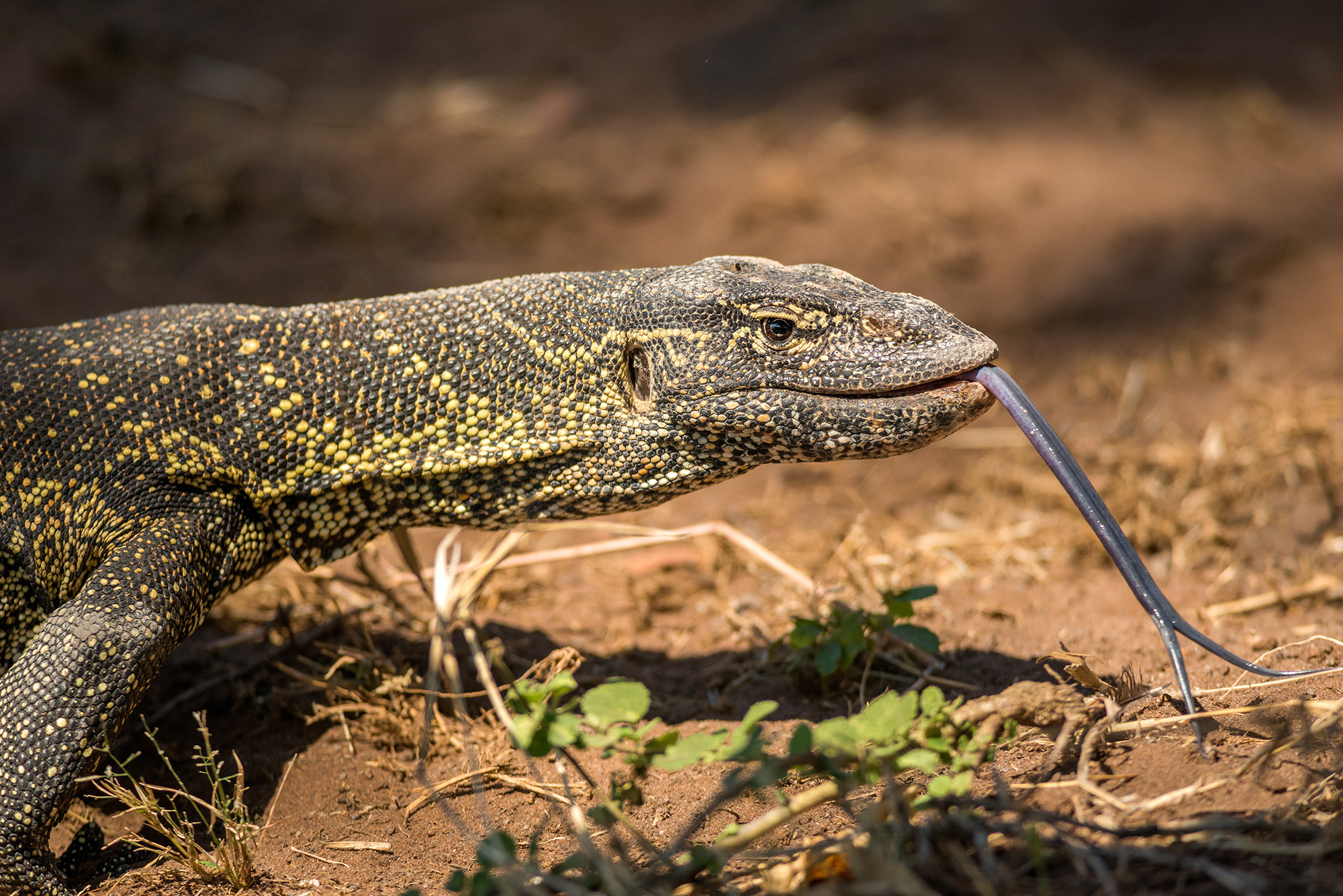 Leeguan river (Varanus niloticus)