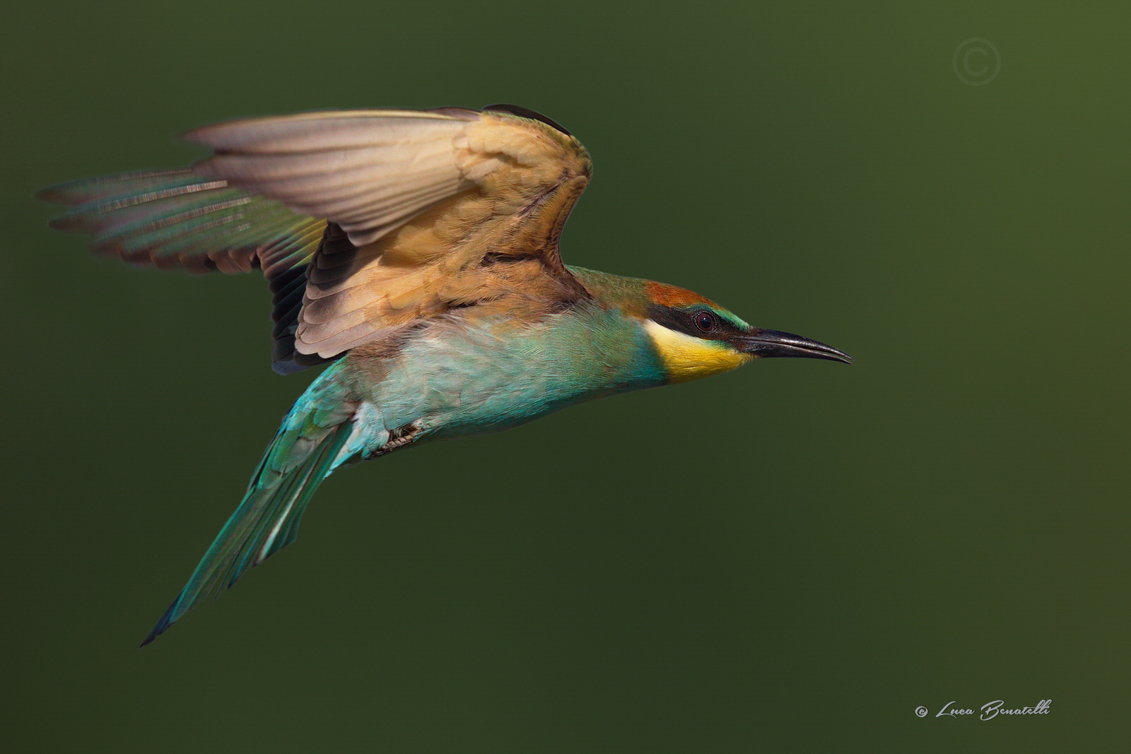 Bee-Eater