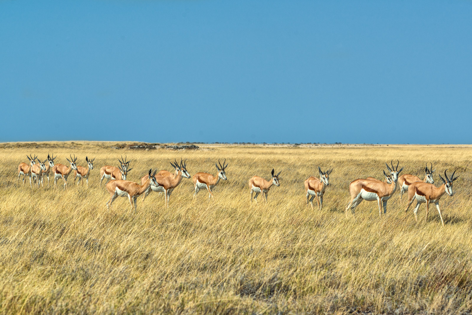 Coming Springbok