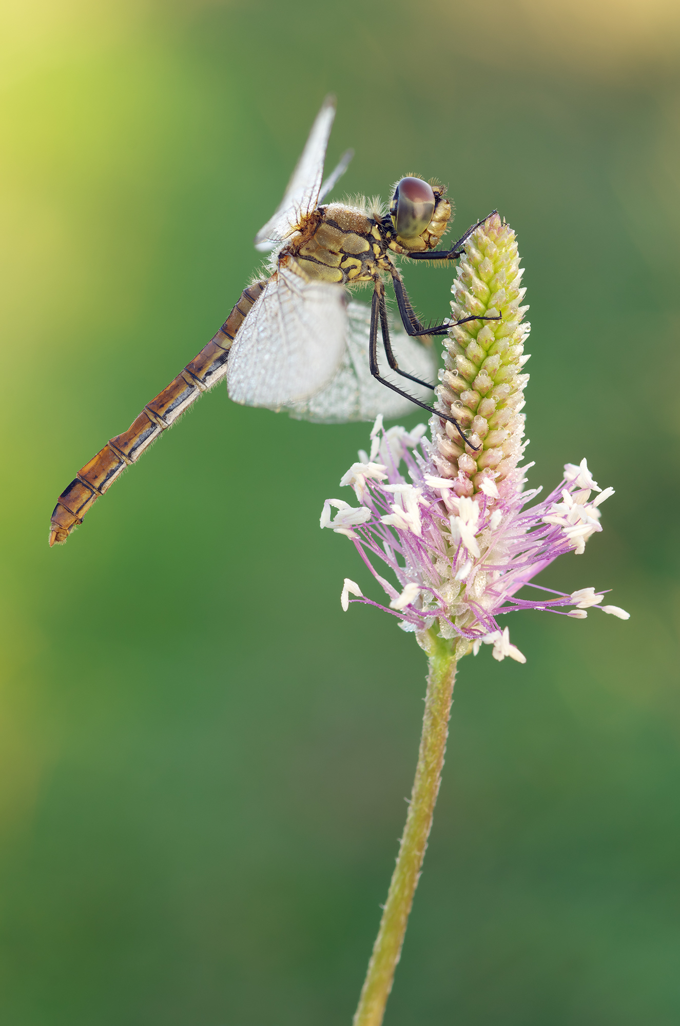 Sympetrum sanguineum