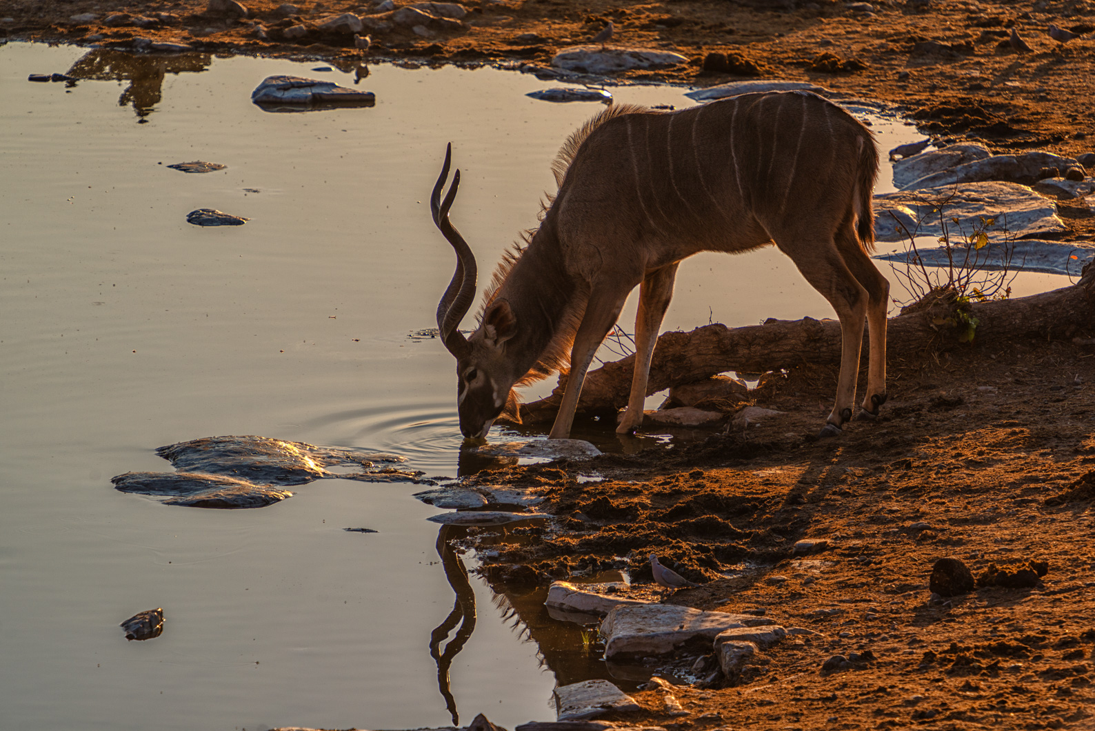 Coming out of the bush when sun come down