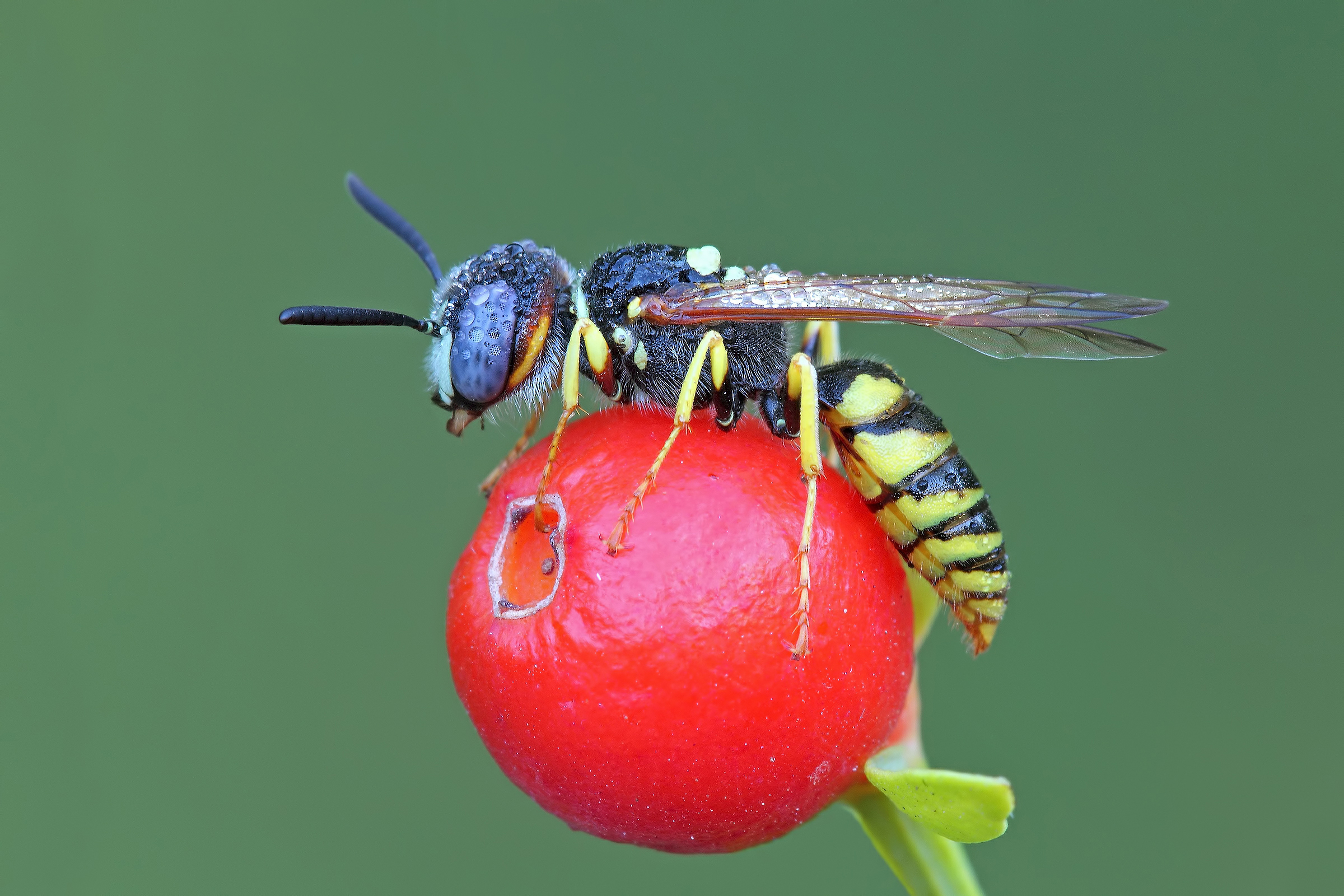 Red & White ... with a touch of Yellow!