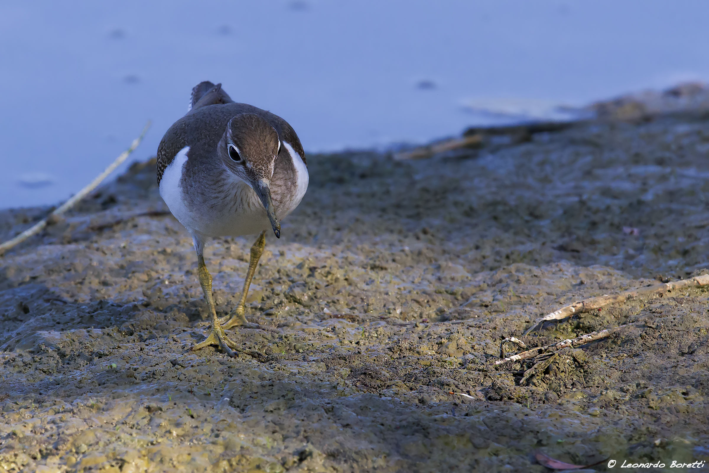 sandpiper