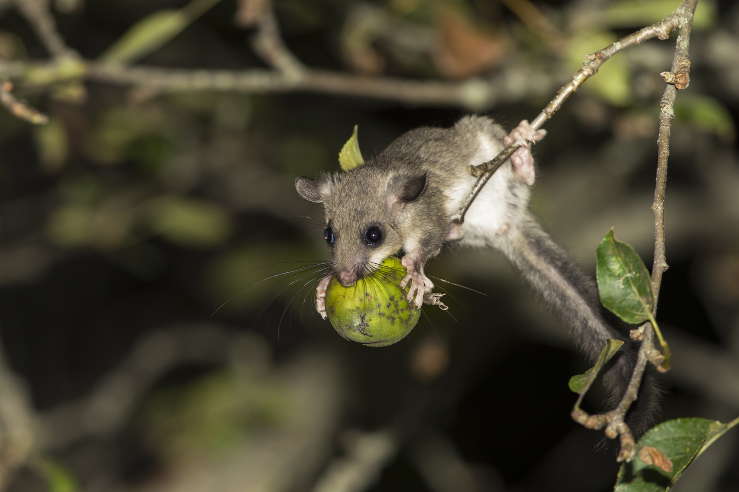 Young dormouse hungry