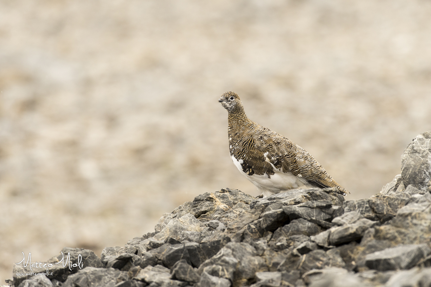 Ptarmigan